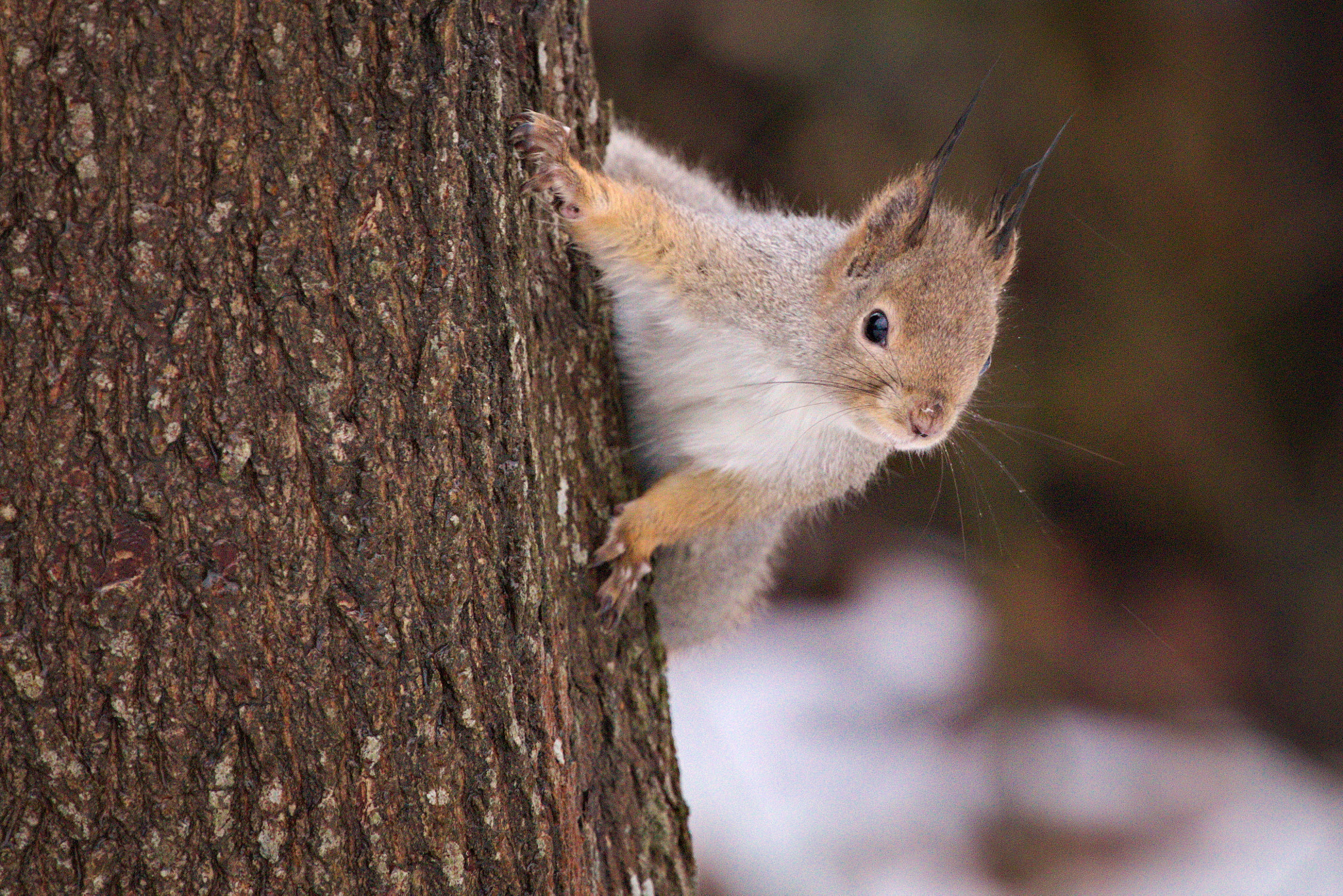 Canon EF 70-200mm F4L IS USM sample photo. Home yard squirrel photography