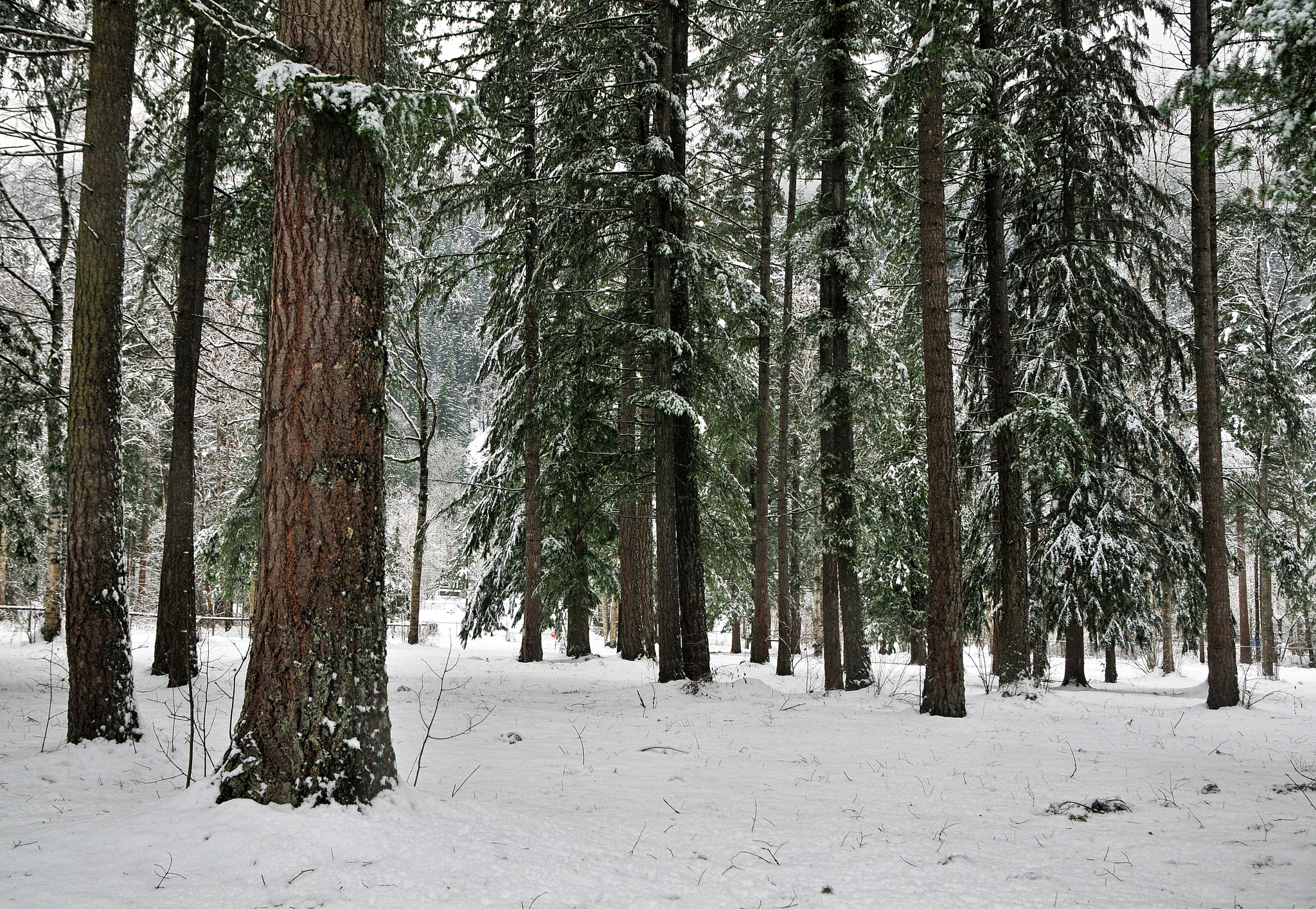 Sigma 17-70mm F2.8-4 DC Macro OS HSM | C sample photo. Quiet forest photography
