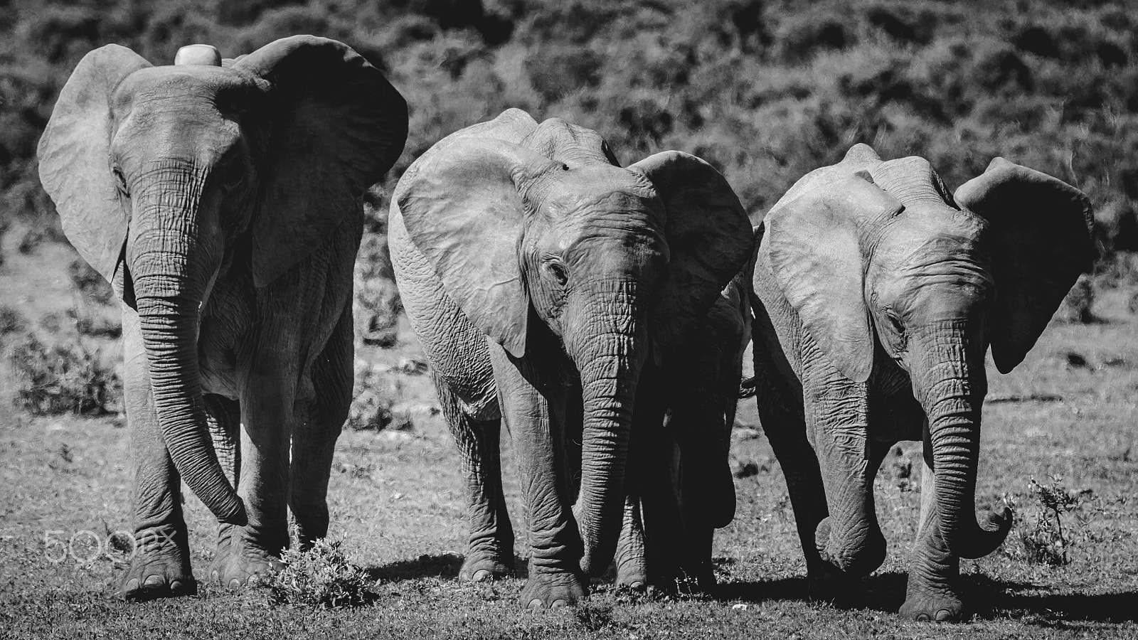 Canon EF 70-200mm F2.8L IS II USM sample photo. South africa 2016 photography
