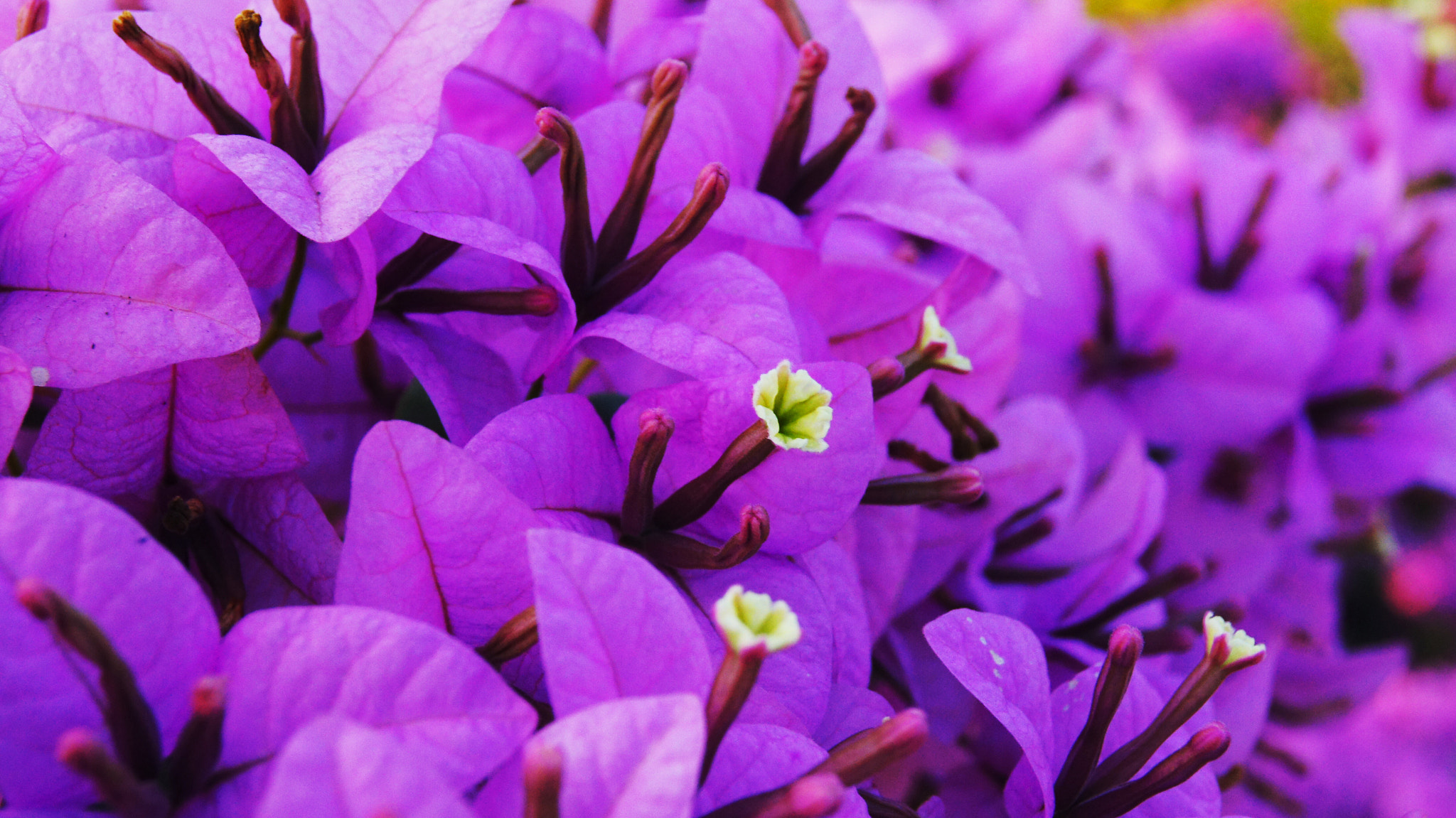 Sony DT 18-55mm F3.5-5.6 SAM II sample photo. Violet story photography