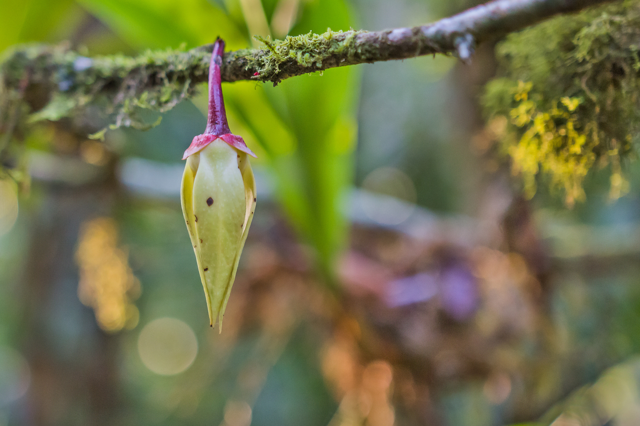 Sigma 18-35mm f/1.8 DC HSM sample photo. "a flower in the forest" photography