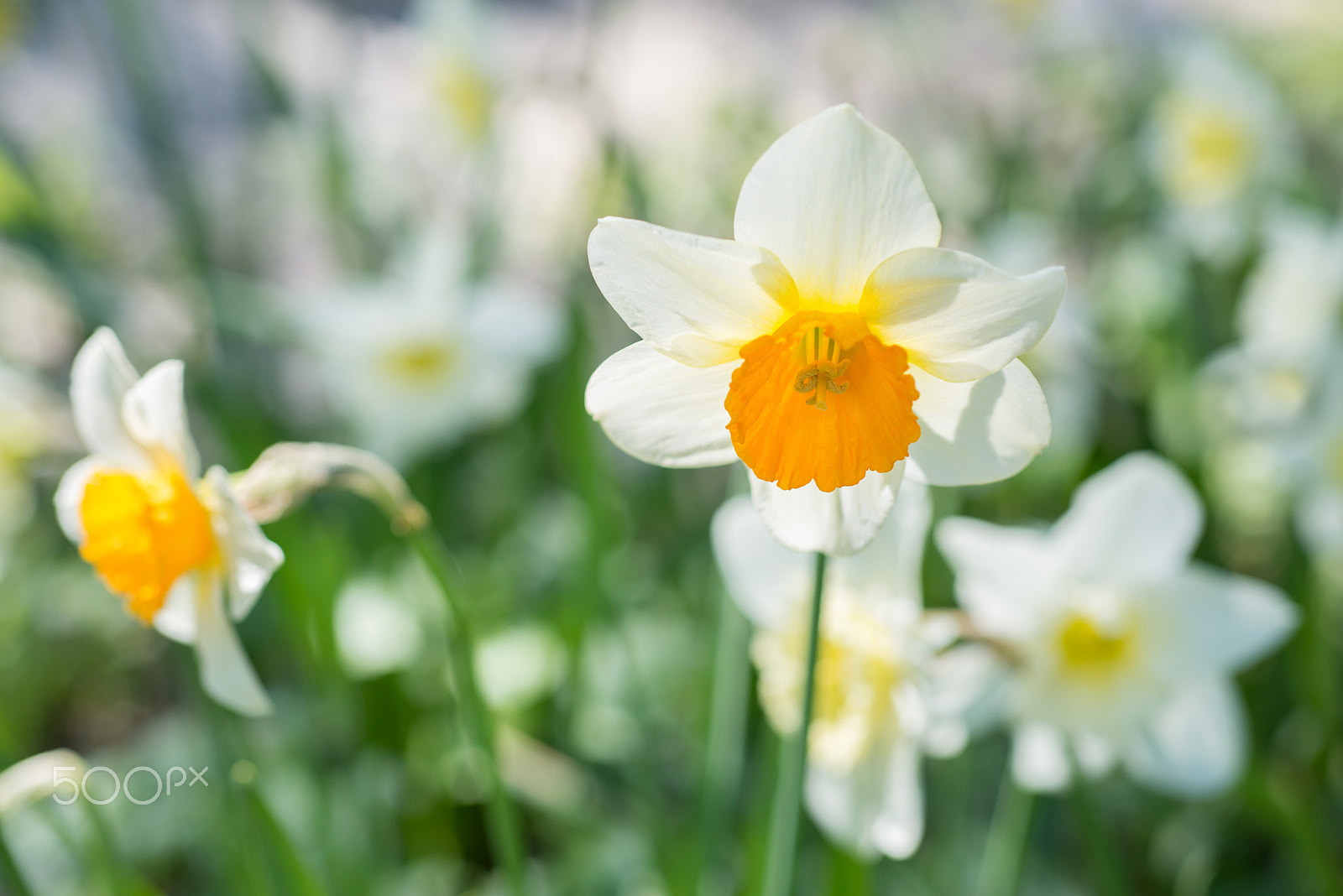 Nikon D800 + Nikon AF Micro-Nikkor 60mm F2.8D sample photo. Flowers daffodils photography