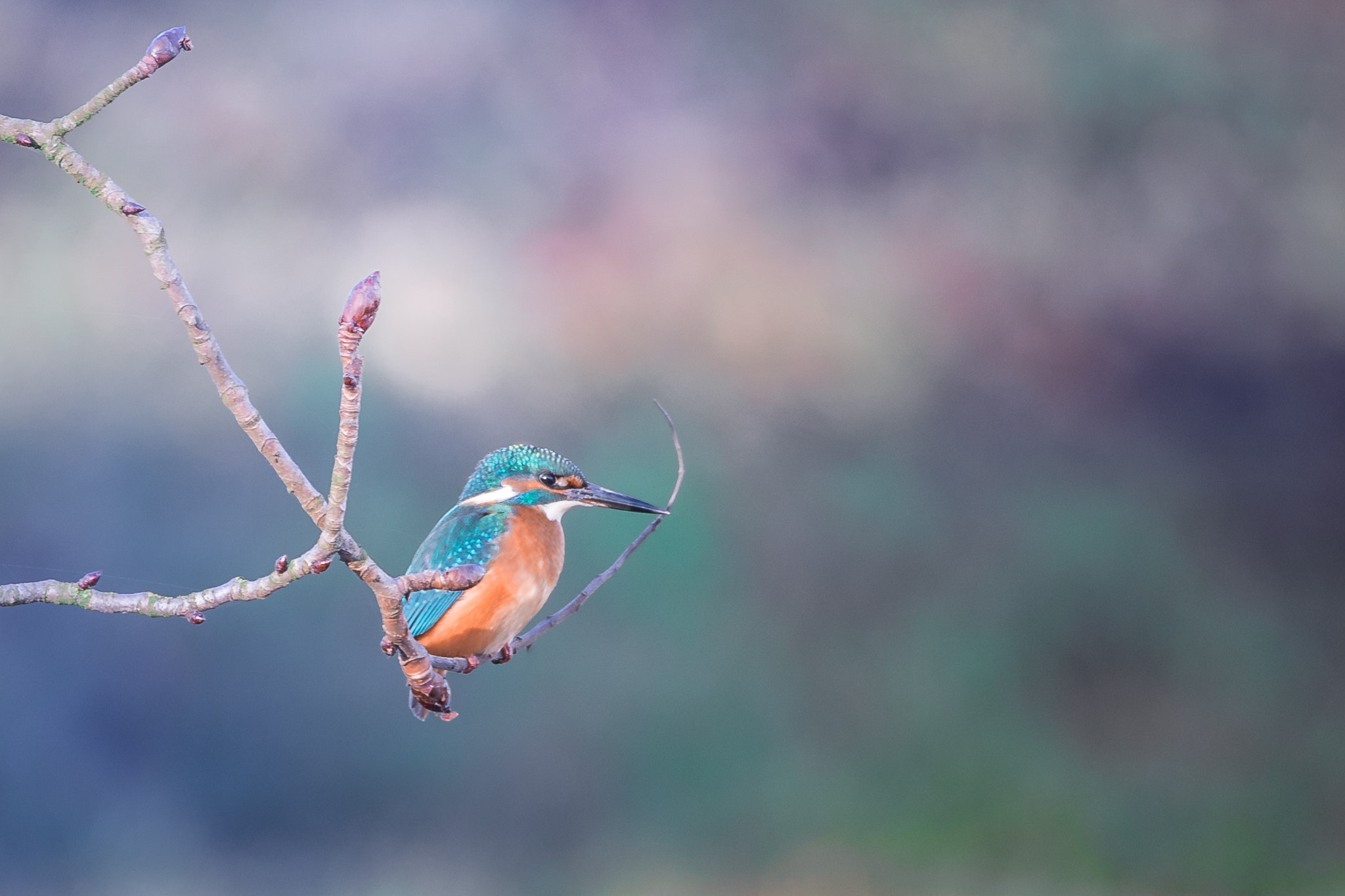150-600mm F5-6.2 OSS sample photo. -the king(fisher)- photography