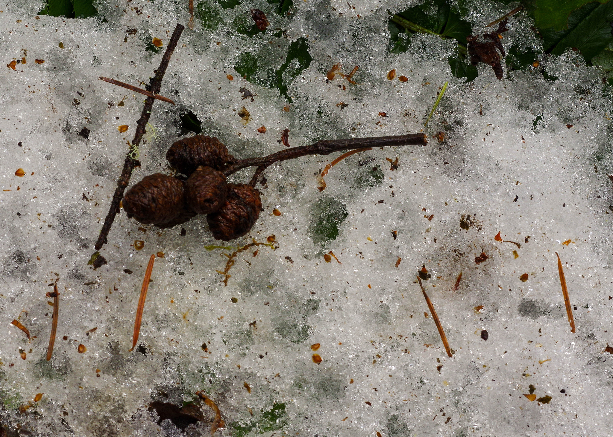 Pentax K-3 + Pentax smc DA 50mm F1.8 sample photo. Cones in the snow photography