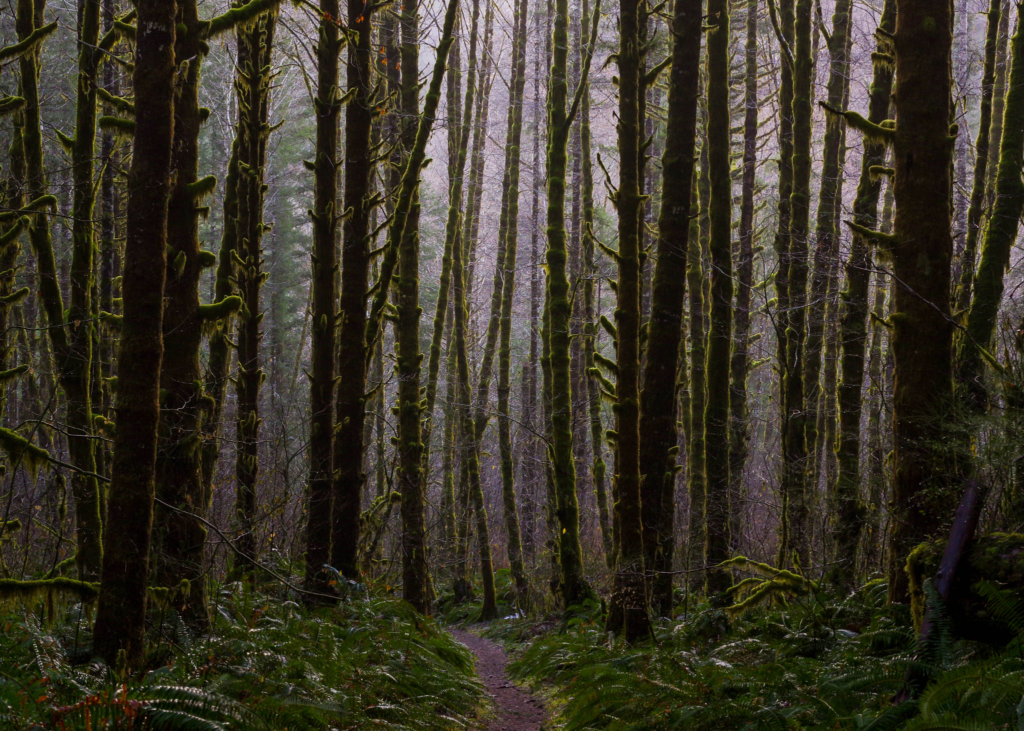 Pentax K-3 + Pentax smc DA 50mm F1.8 sample photo. King's mountain trail photography