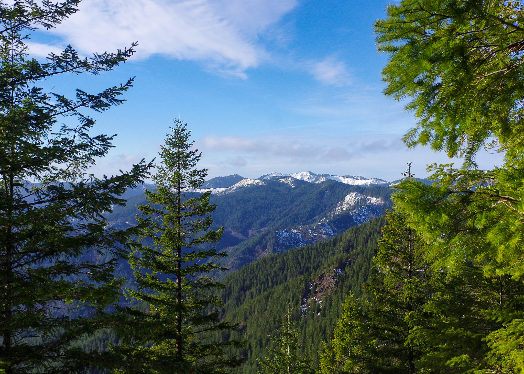 Pentax smc DA 21mm F3.2 AL Limited sample photo. Tillamook state forest photography