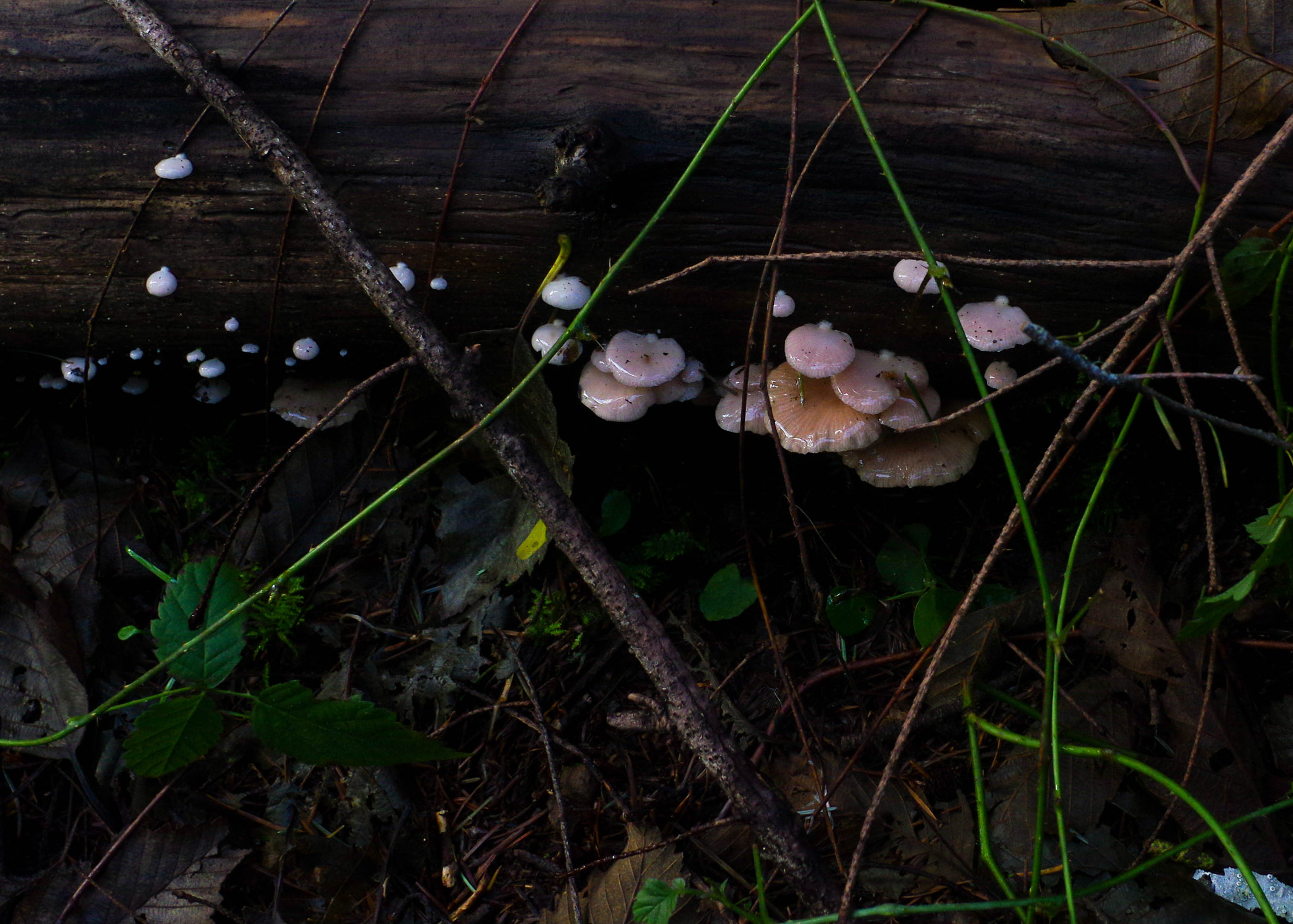 Pentax smc DA 21mm F3.2 AL Limited sample photo. Mushrooms photography