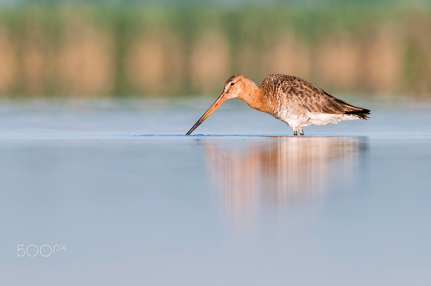 Nikon D300 sample photo. Black-tailed godwit photography