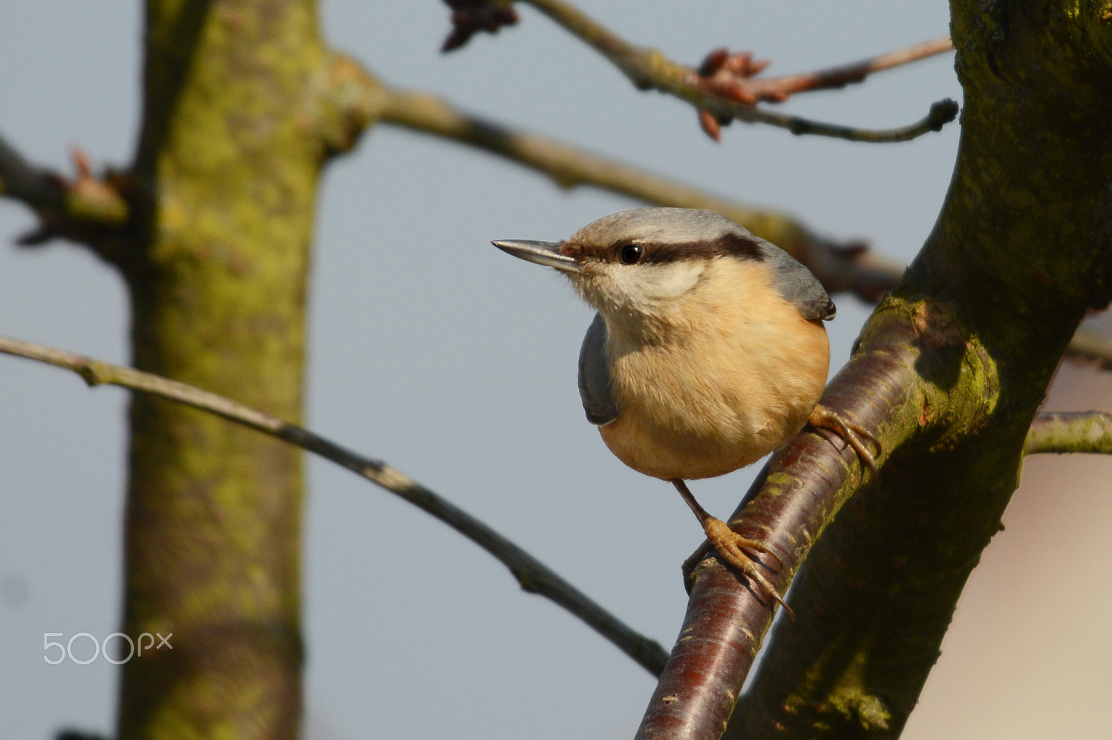 Sigma 120-400mm F4.5-5.6 DG OS HSM sample photo. Eurasian nuthatch posing for a photo photography