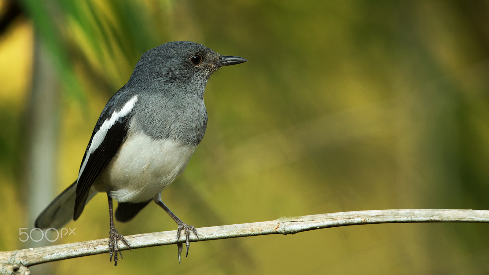 Canon EF 400mm F2.8L IS USM sample photo. Observer photography