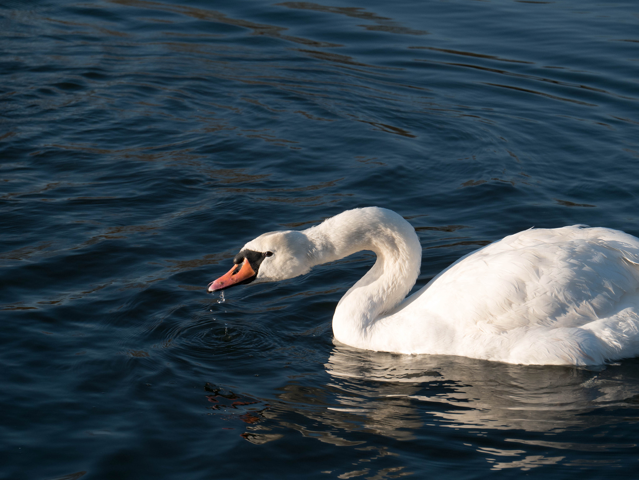 LUMIX G VARIO 35-100/F4.0-5.6 sample photo. Walking by the river photography