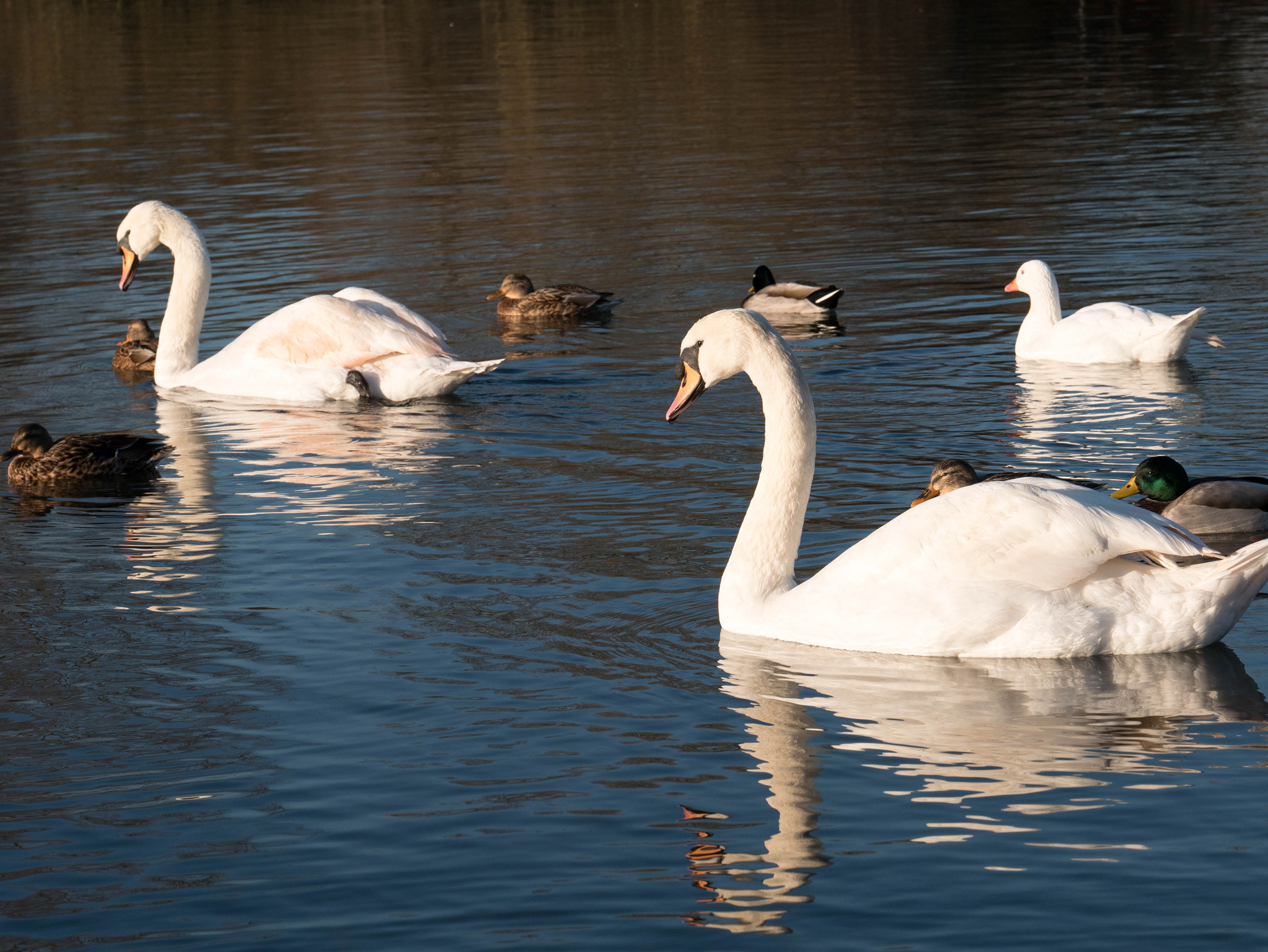 LUMIX G VARIO 35-100/F4.0-5.6 sample photo. Walking by the river photography
