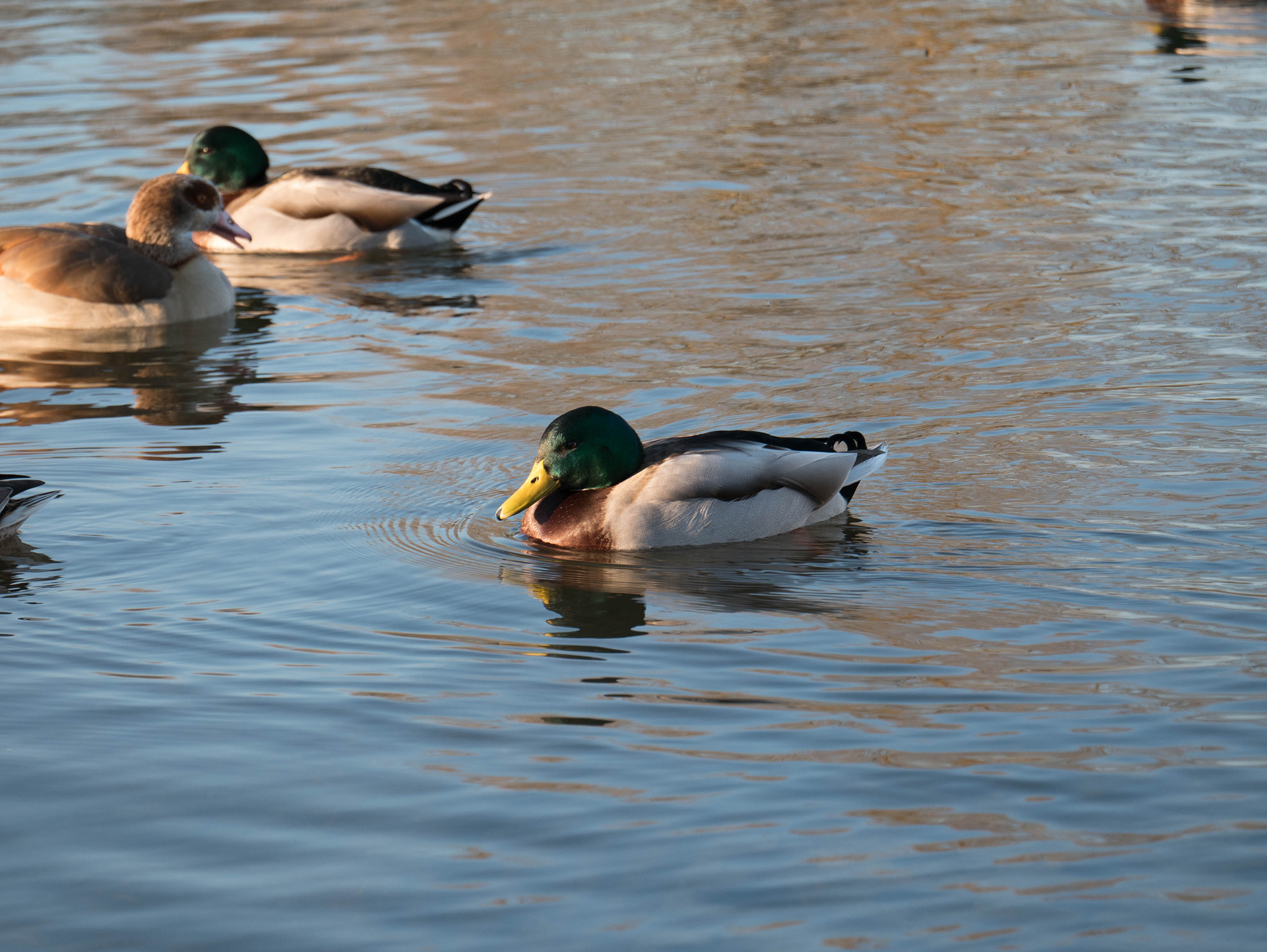 Panasonic Lumix DMC-GX85 (Lumix DMC-GX80 / Lumix DMC-GX7 Mark II) sample photo. Walking by the river photography