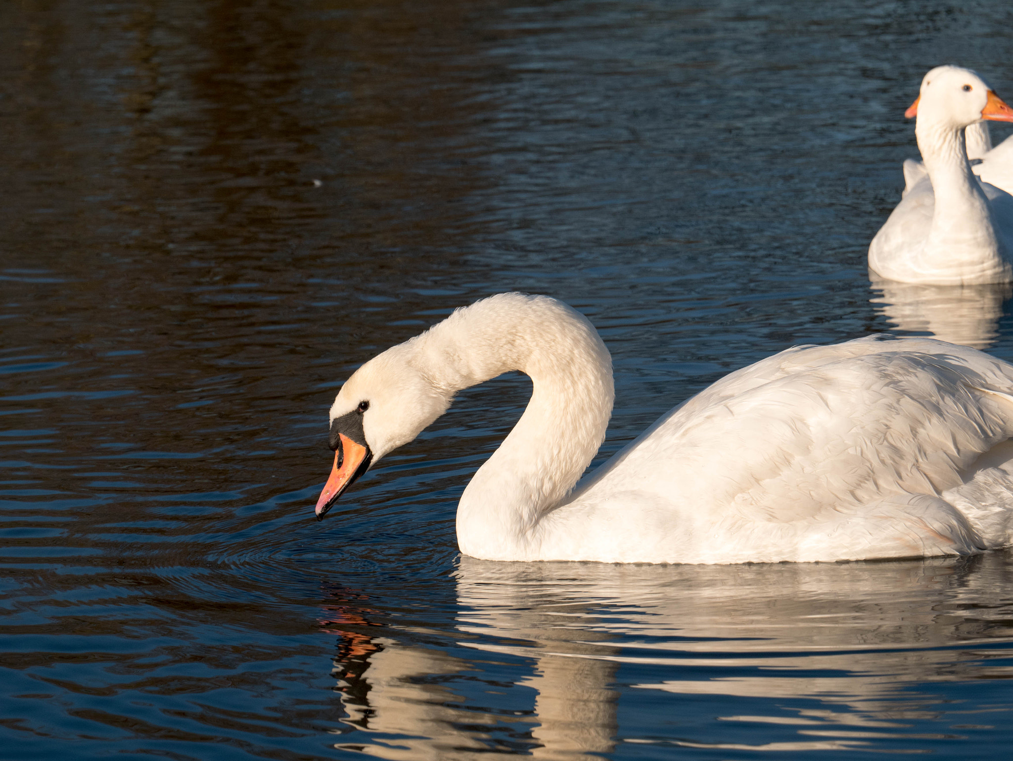 LUMIX G VARIO 35-100/F4.0-5.6 sample photo. Walking by the river photography
