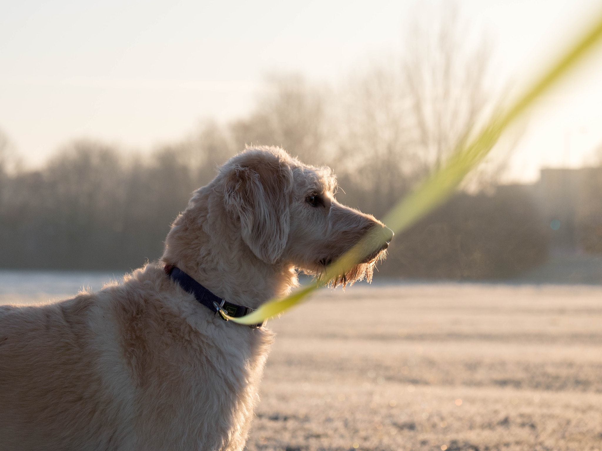 Panasonic Lumix G X Vario 35-100mm F2.8 OIS sample photo. My faithful companion photography