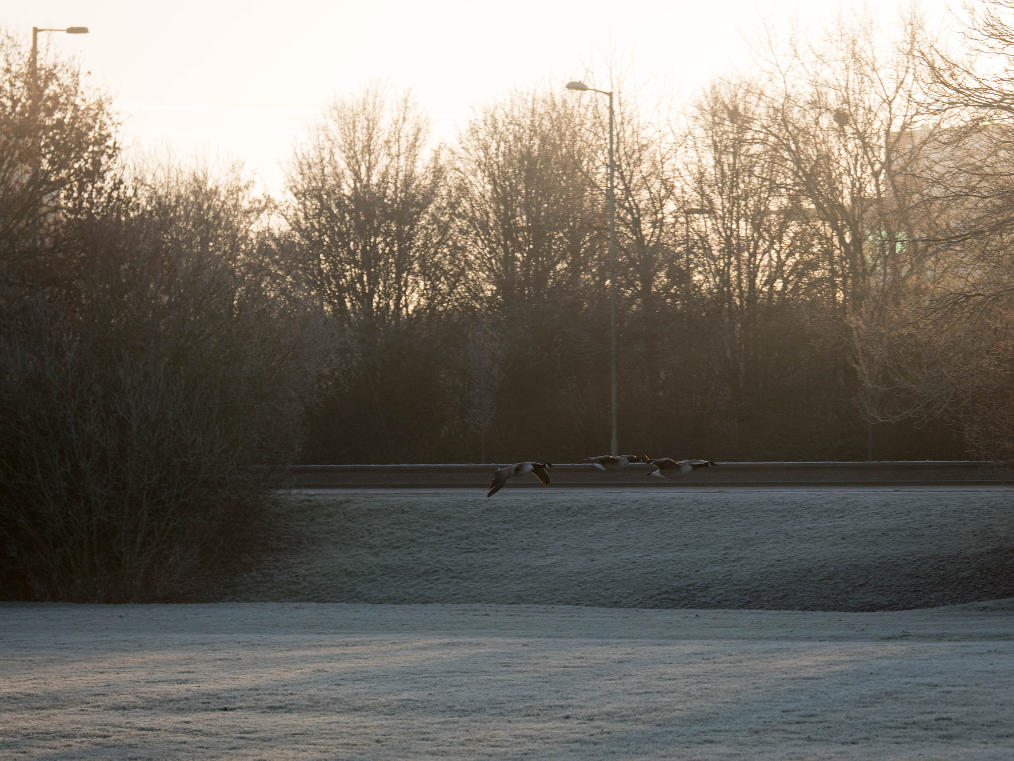 Panasonic Lumix G X Vario 35-100mm F2.8 OIS sample photo. They're like jet fighters! photography