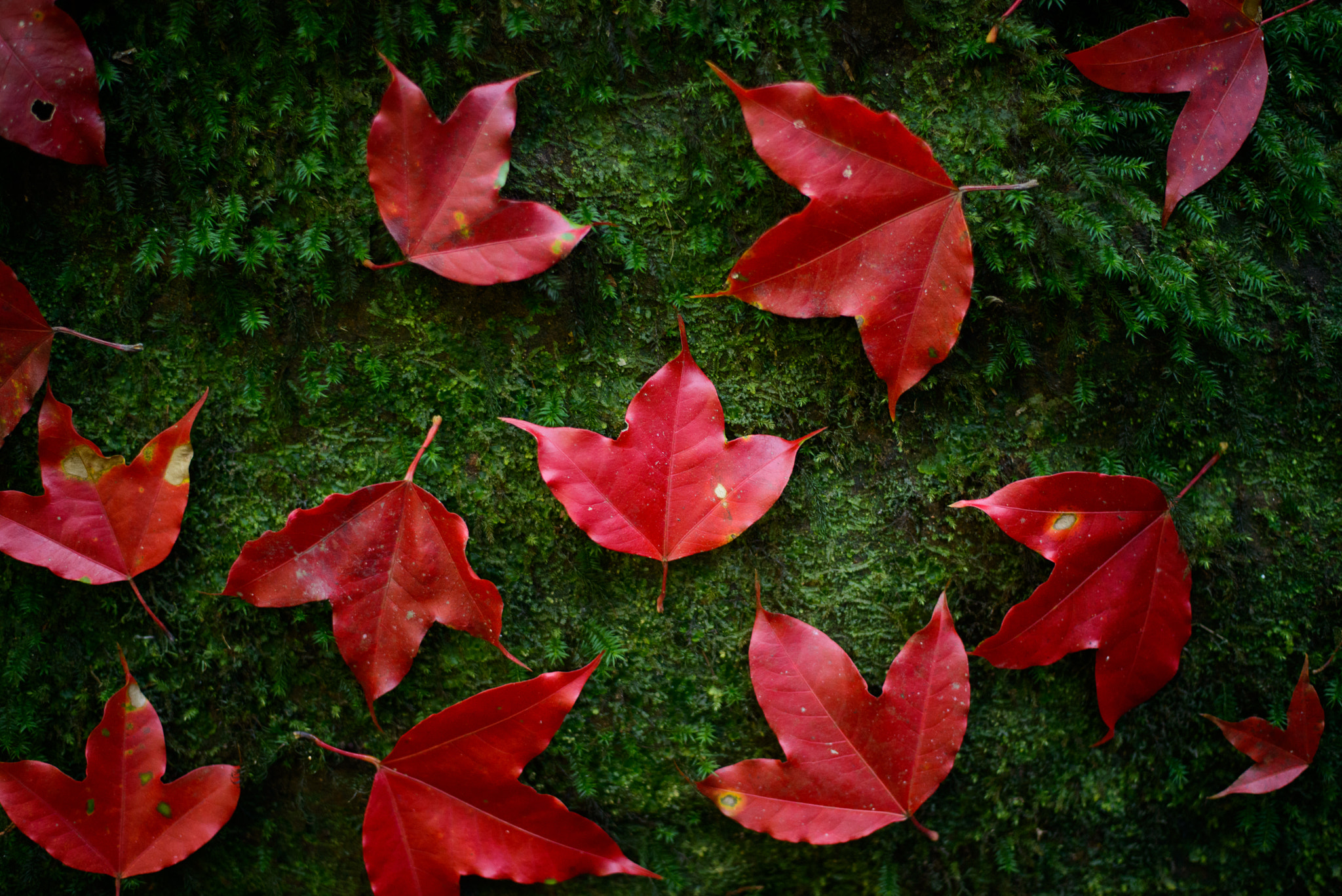 Nikon D800E + Nikon AF-S Nikkor 50mm F1.8G sample photo. Thailand's maple photography