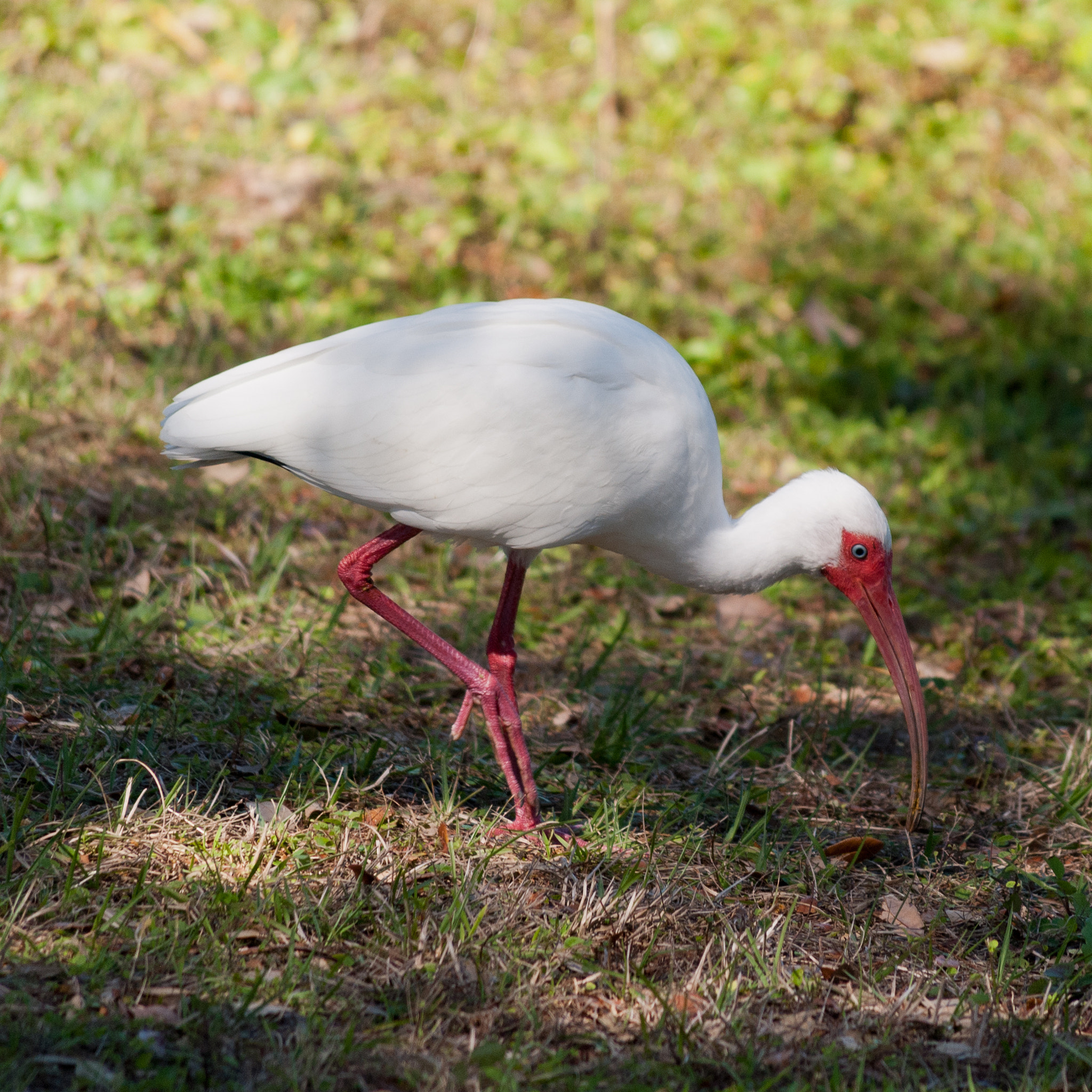 Nikon D3000 sample photo