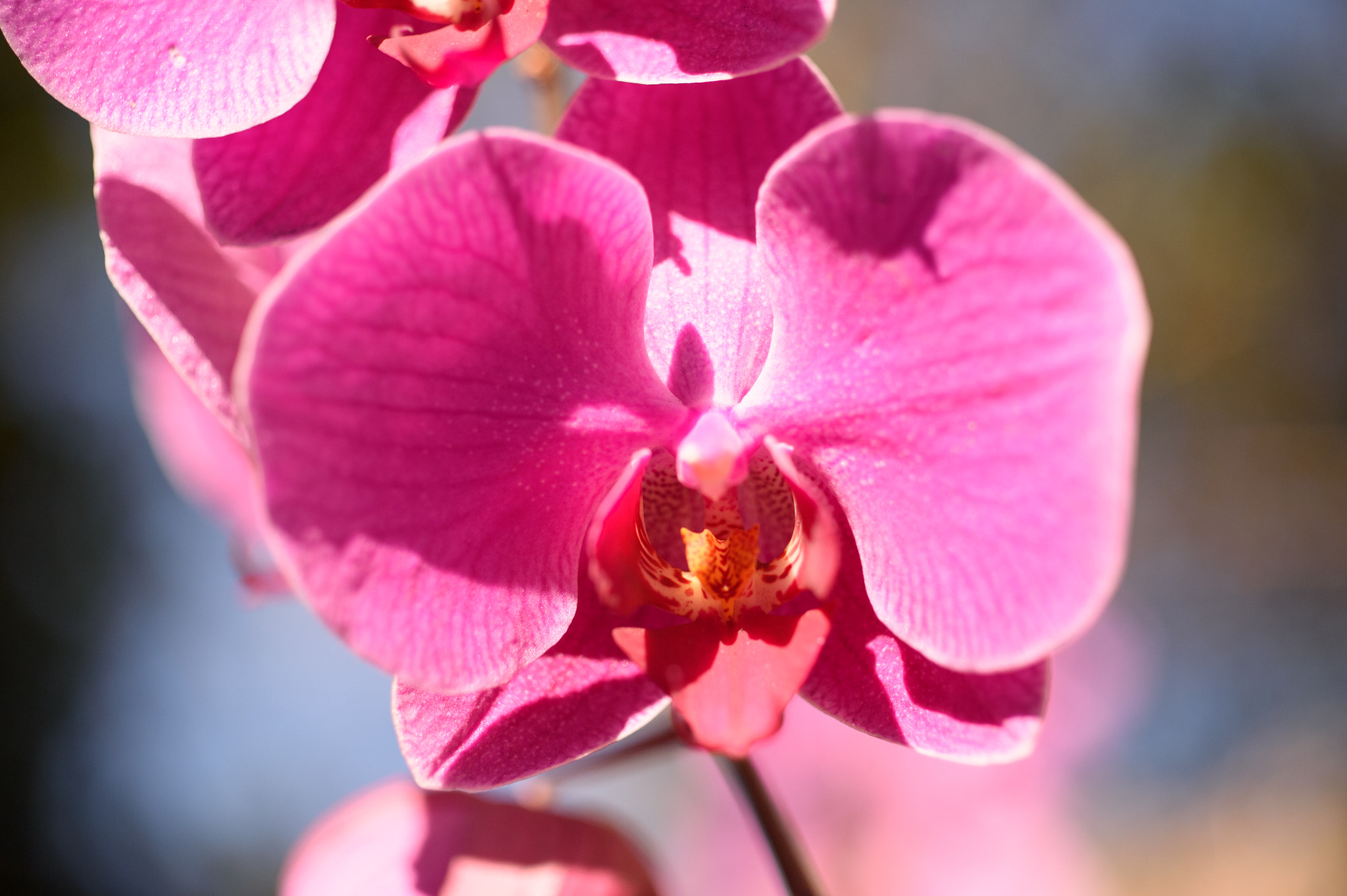 Nikon Df + ZEISS Makro-Planar T* 50mm F2 sample photo. Phalaenopsis photography