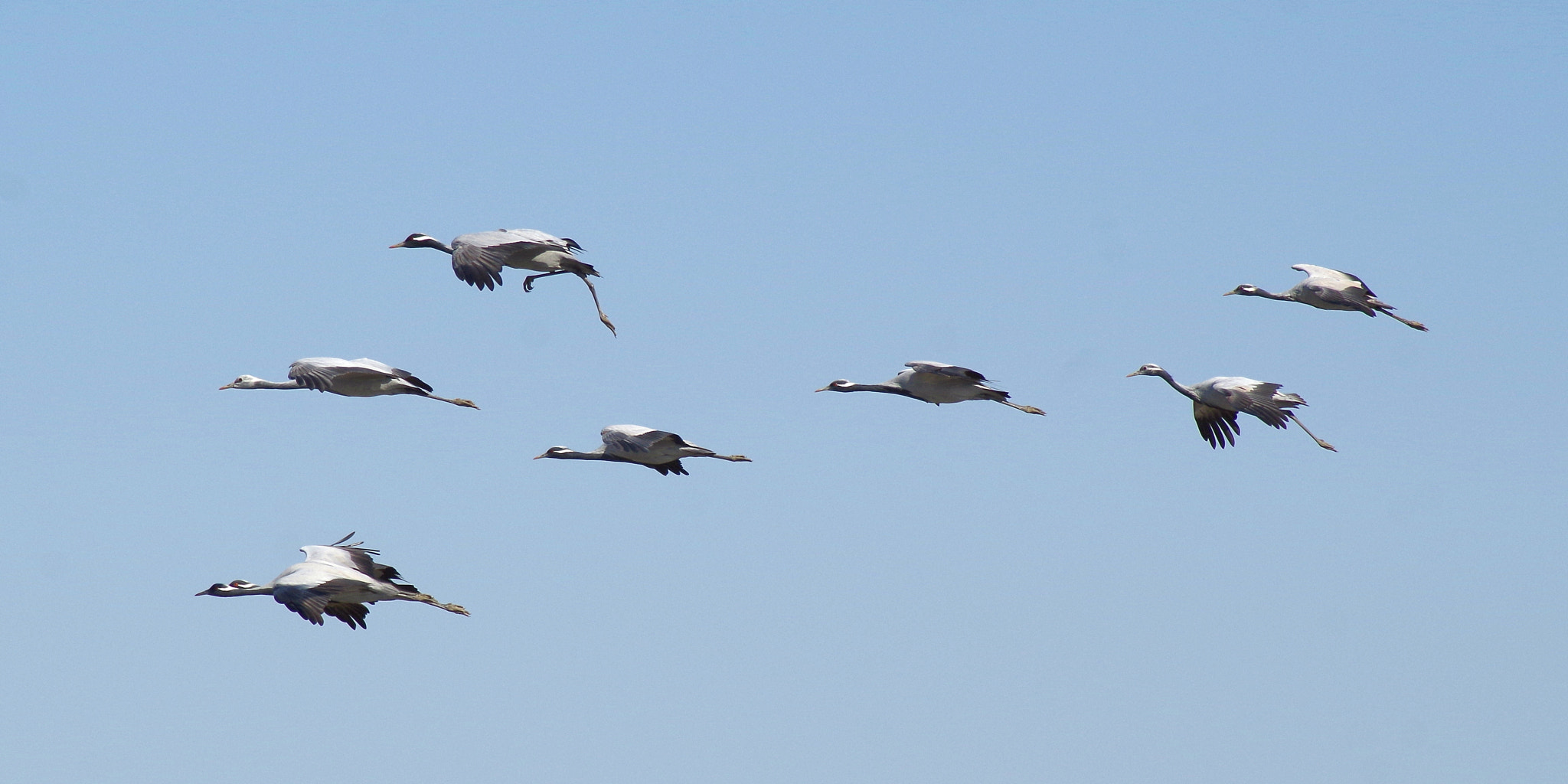 Tamron AF 70-300mm F4-5.6 LD Macro 1:2 sample photo. Demoiselle crane photography