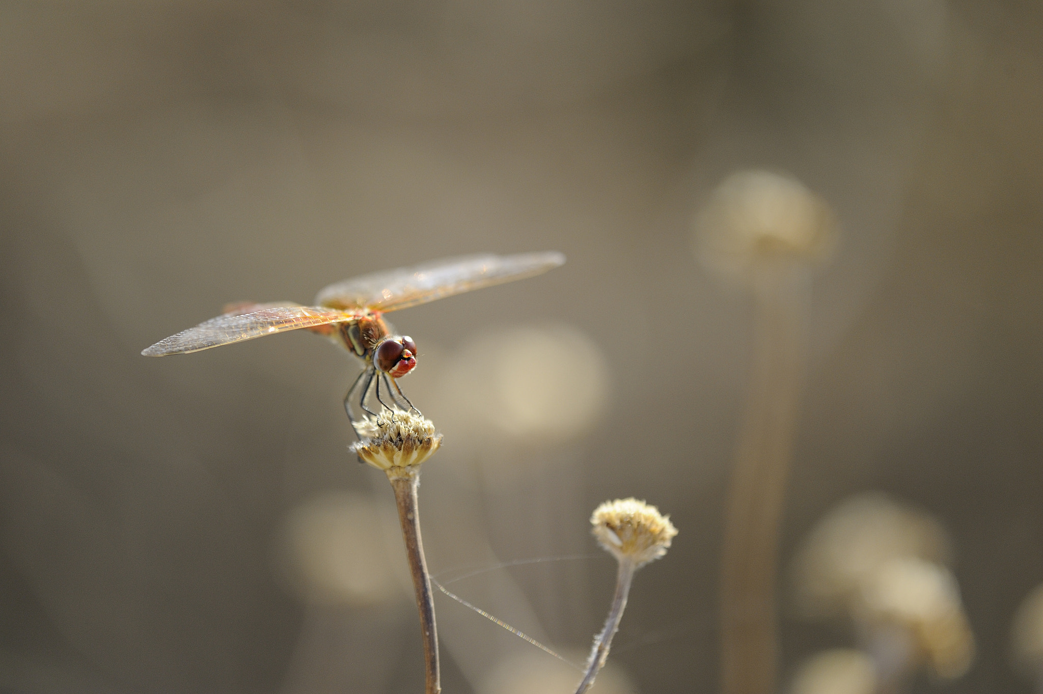 Nikon D3S sample photo. Red dragonfly photography