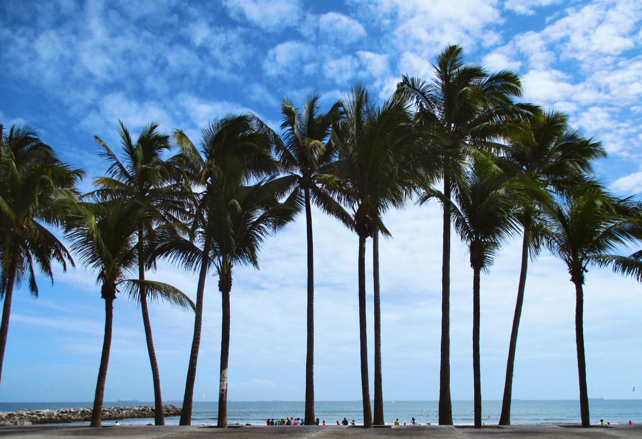 Canon PowerShot ELPH 160 (IXUS 160 / IXY 150) sample photo. Palm tree photography
