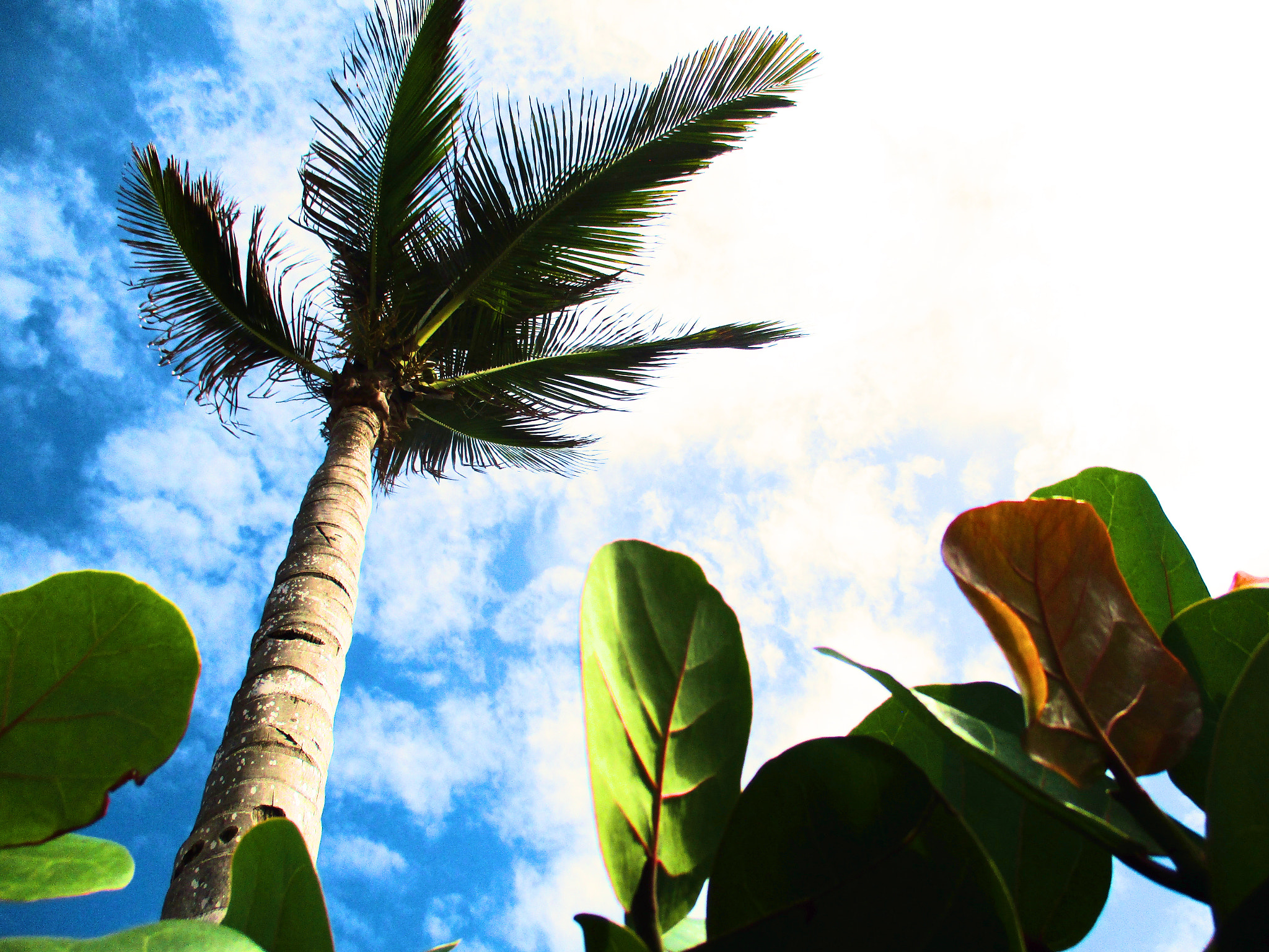 Canon PowerShot ELPH 160 (IXUS 160 / IXY 150) sample photo. Palm tree 2 photography