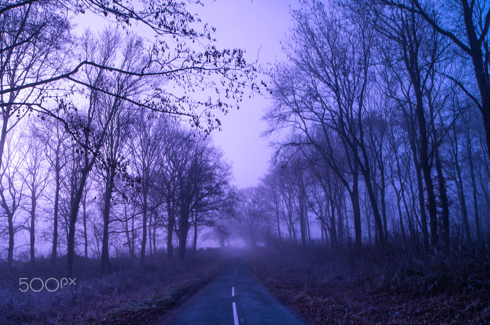 Nikon D500 + ZEISS Distagon T* 21mm F2.8 sample photo. Foggy morn photography