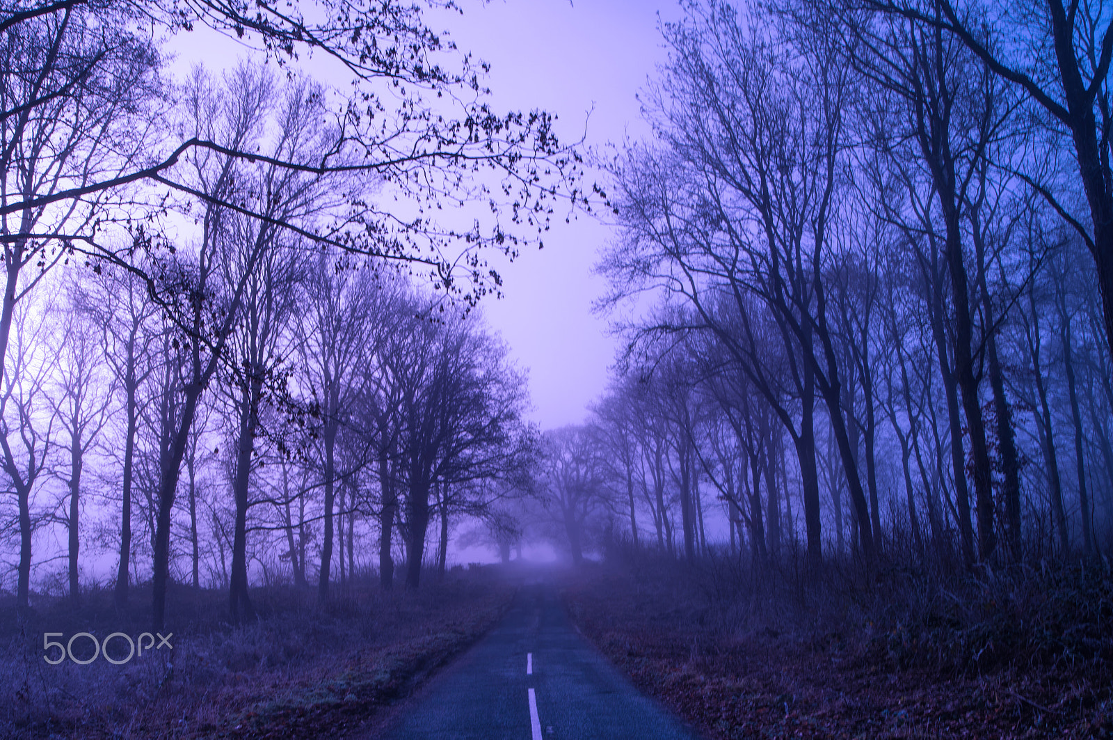 Nikon D500 sample photo. Foggy morn photography