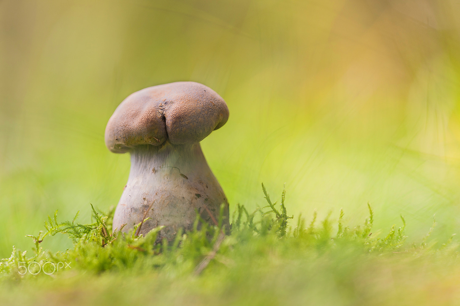 Sigma 150mm F2.8 EX DG Macro HSM sample photo. Cortinarius traganus photography