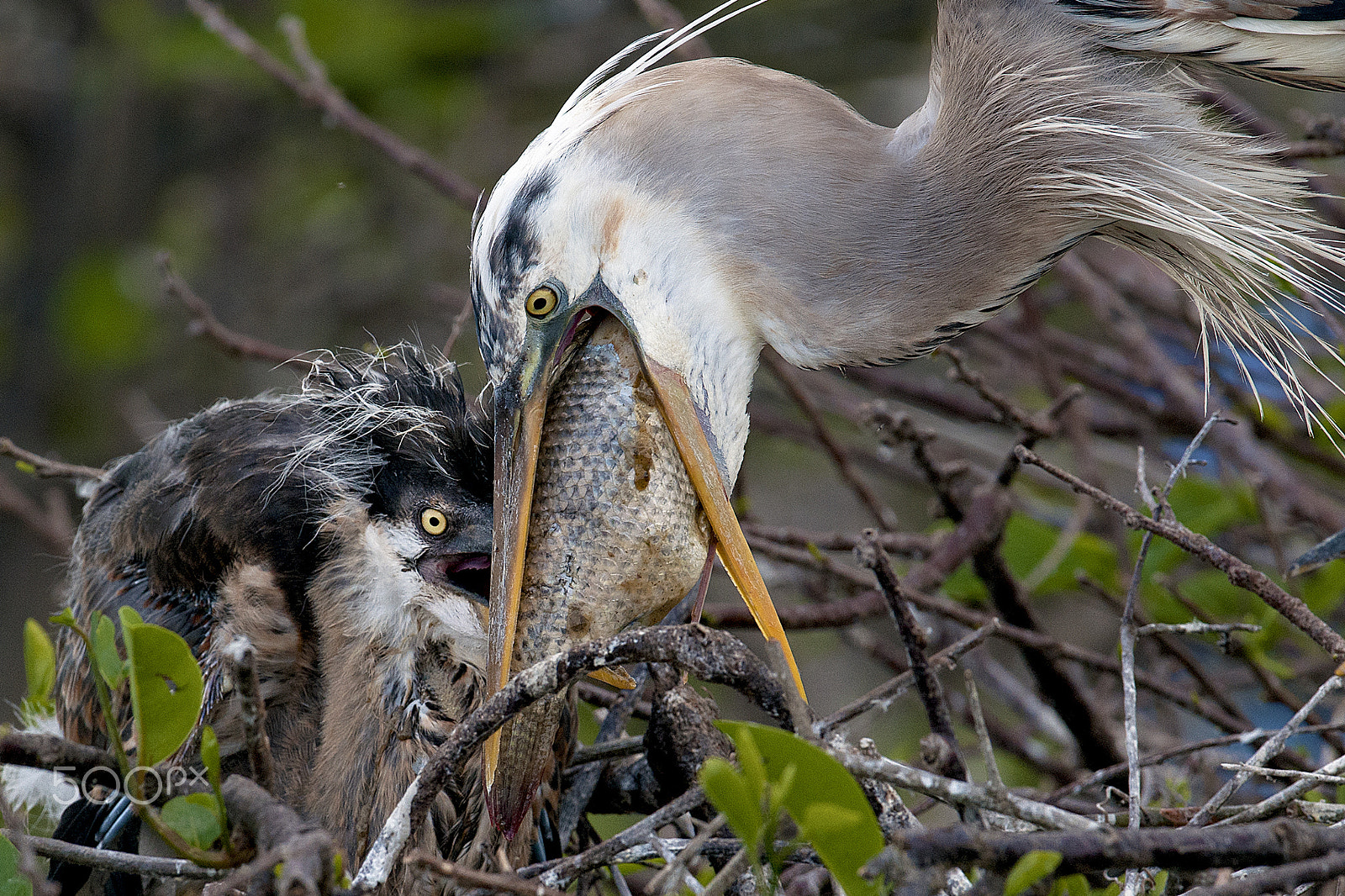 Nikon D300 + Nikon AF-S Nikkor 600mm F4G ED VR sample photo. Feeding chick photography