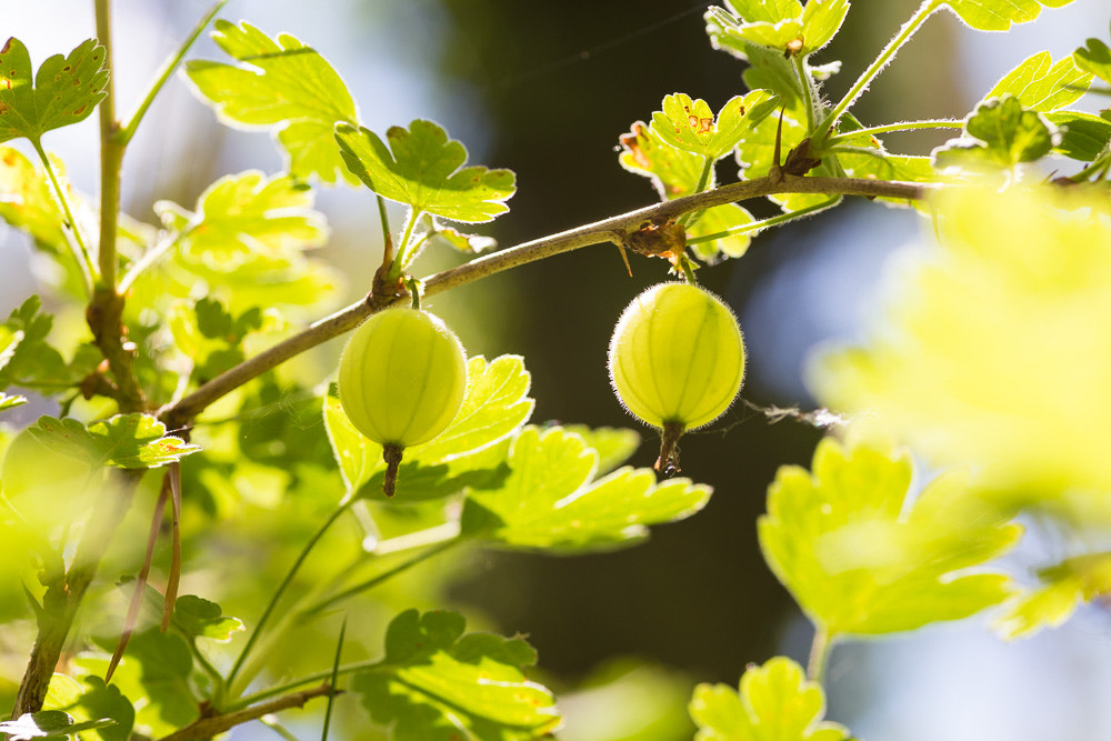 Canon EOS 6D + Sigma 105mm F2.8 EX DG Macro sample photo. Gooseberry photography