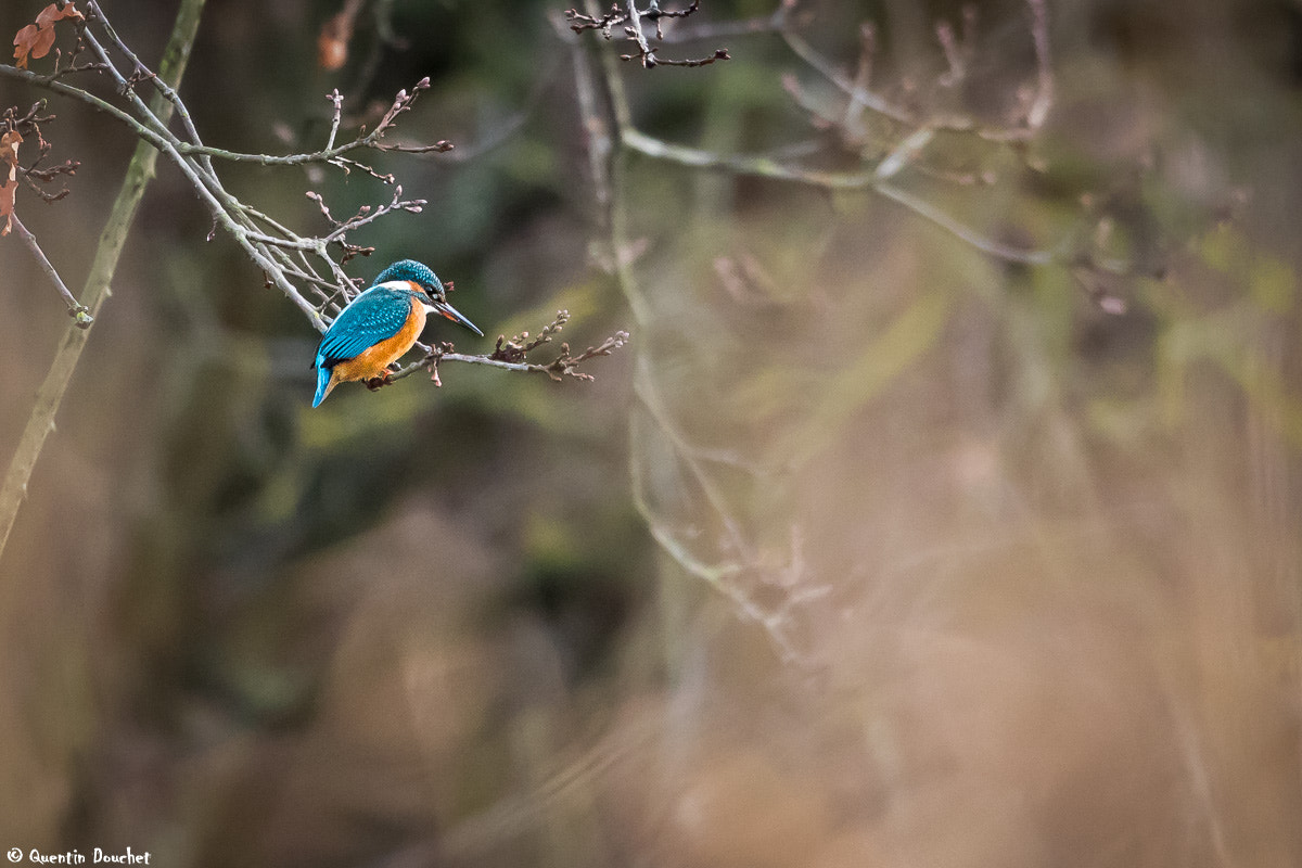 Canon EF 600mm F4L IS II USM sample photo. Martin-pêcheur d'europe photography