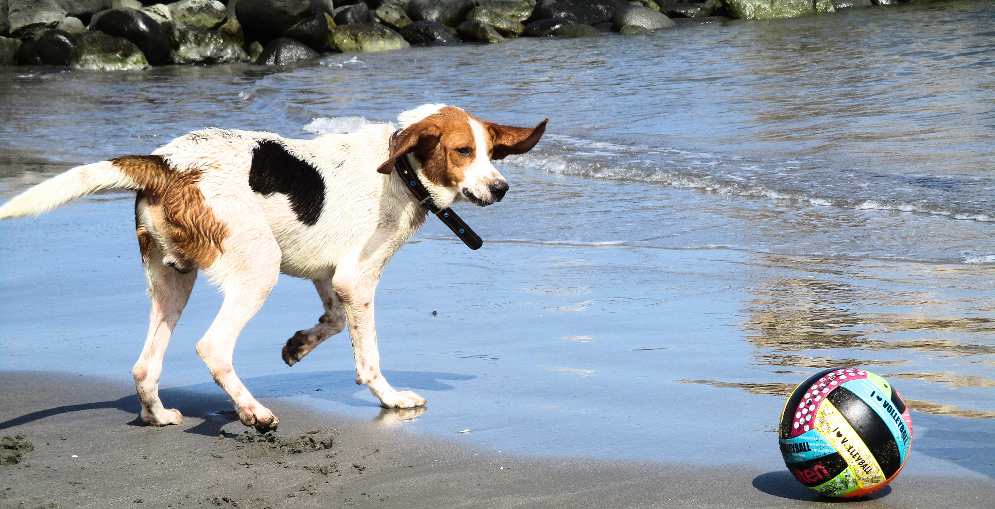 Canon PowerShot ELPH 160 (IXUS 160 / IXY 150) sample photo. Dog photography