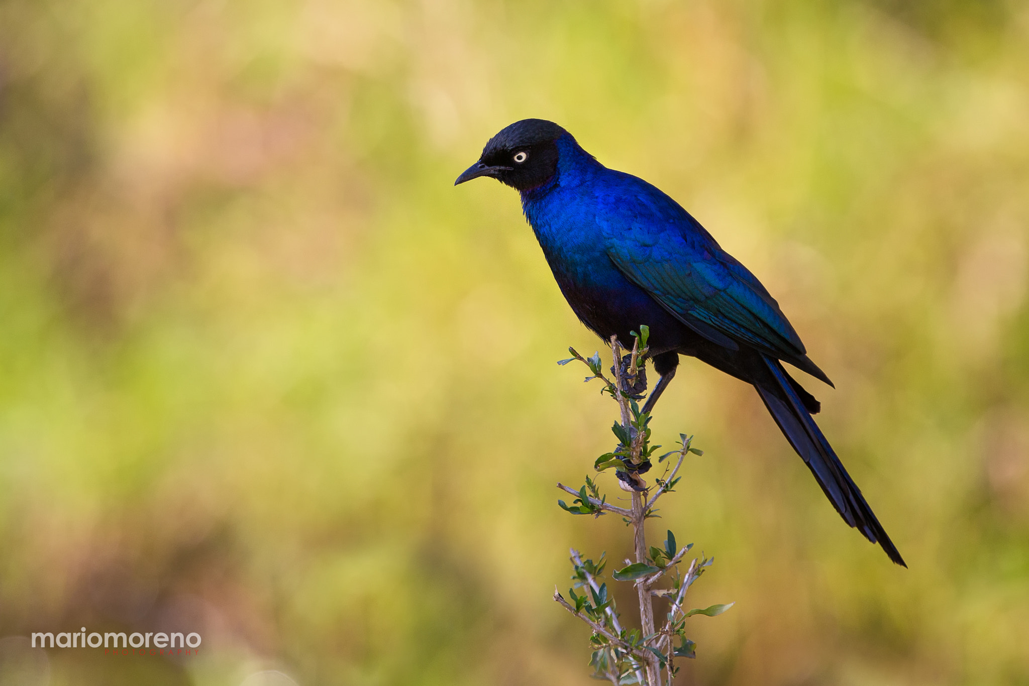 Canon EOS-1D X + Canon EF 300mm F2.8L IS USM sample photo. Rüppell's starling photography