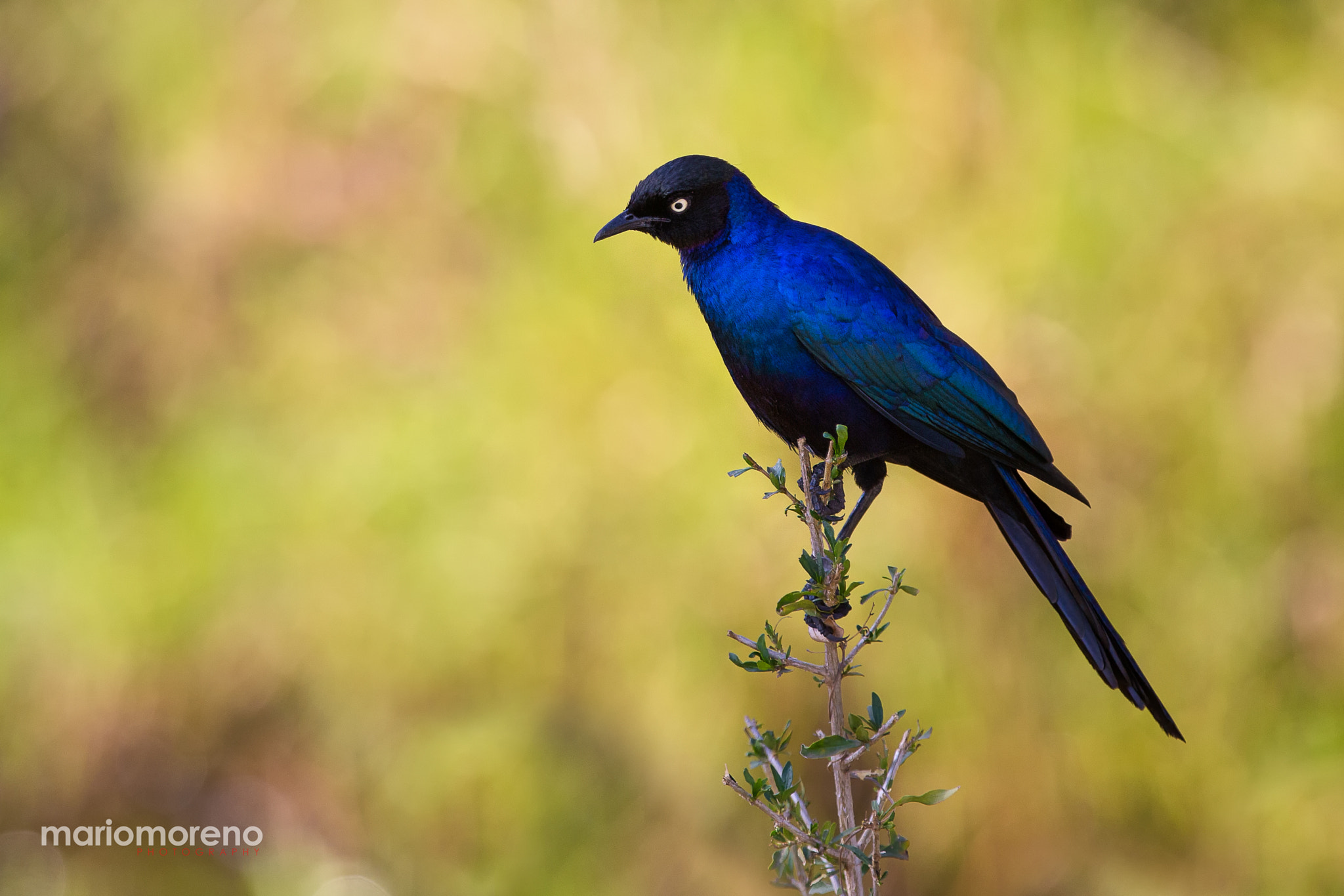 Canon EF 300mm F2.8L IS USM sample photo. Rüppell's starling photography