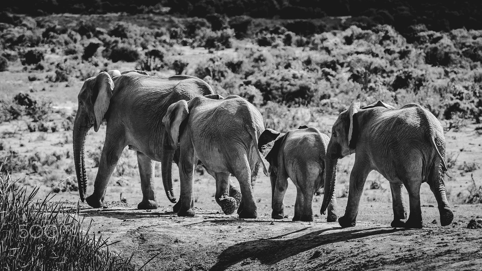 Canon EF 70-200mm F2.8L IS II USM sample photo. South africa 2016 photography