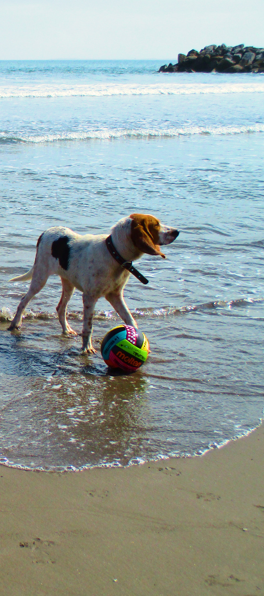 Canon PowerShot ELPH 160 (IXUS 160 / IXY 150) sample photo. Dog 2 photography
