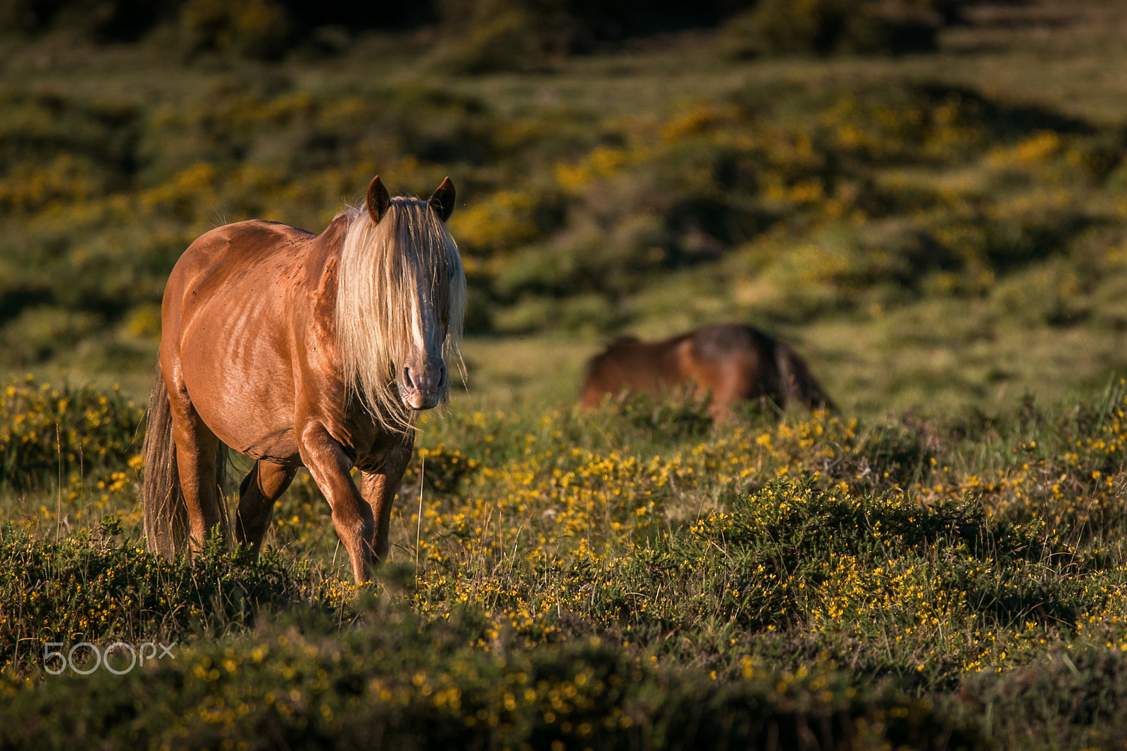 150-600mm F5-6.3 DG OS HSM | Contemporary 015 sample photo. Is coming photography