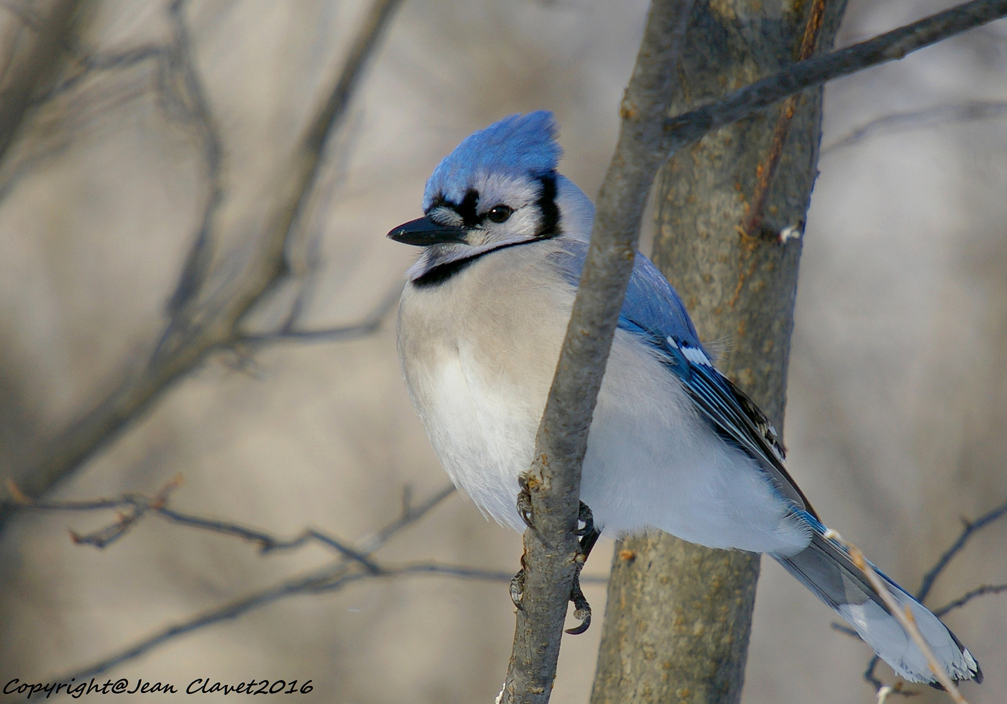 Pentax K100D + Sigma sample photo. Geai bleu/ blue jay photography