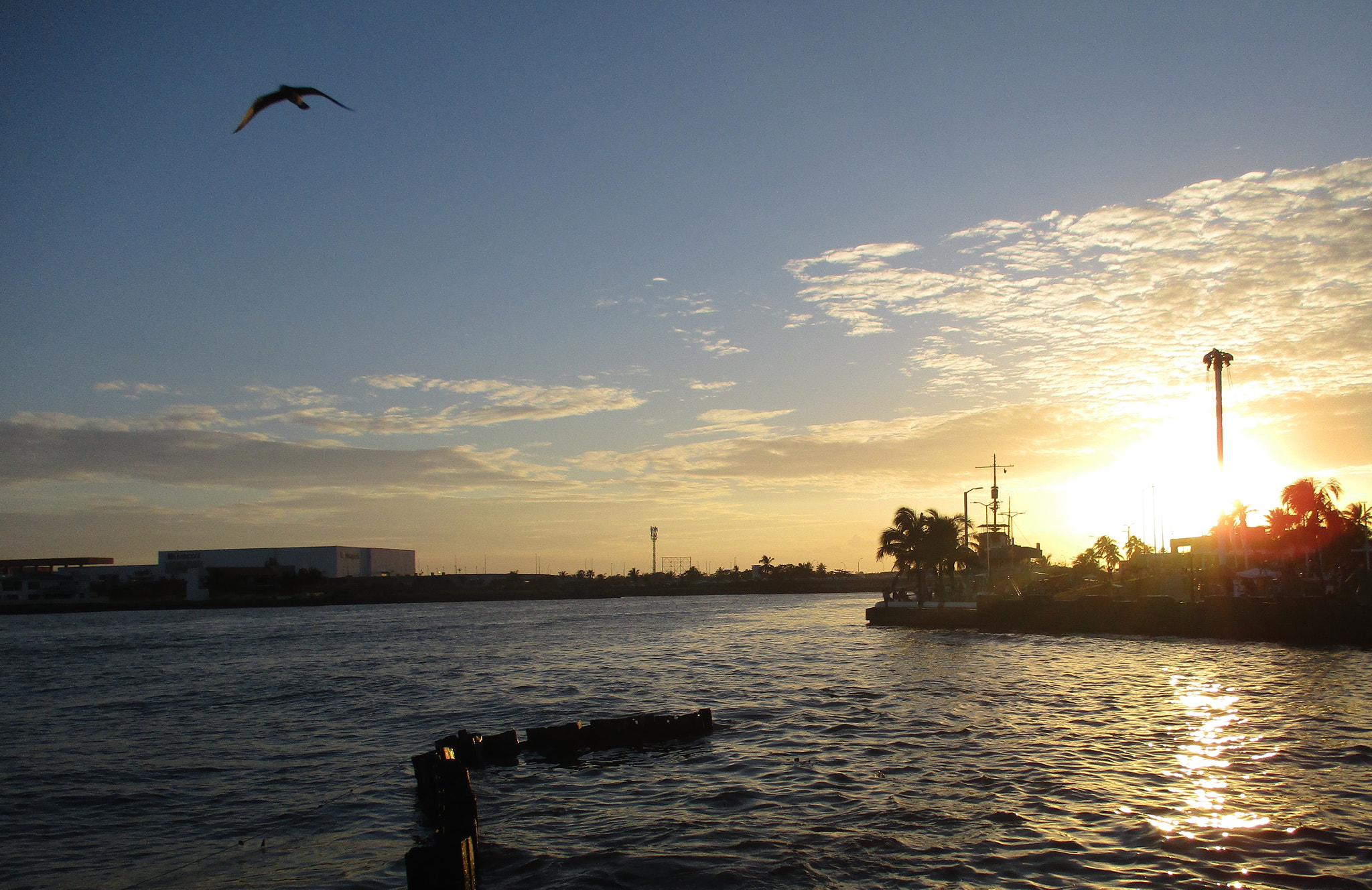 Canon PowerShot ELPH 160 (IXUS 160 / IXY 150) sample photo. Flying away photography