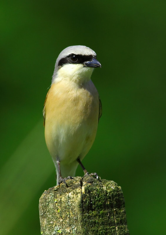 Canon EF 400mm F5.6L USM sample photo. Lanius collurio/male photography