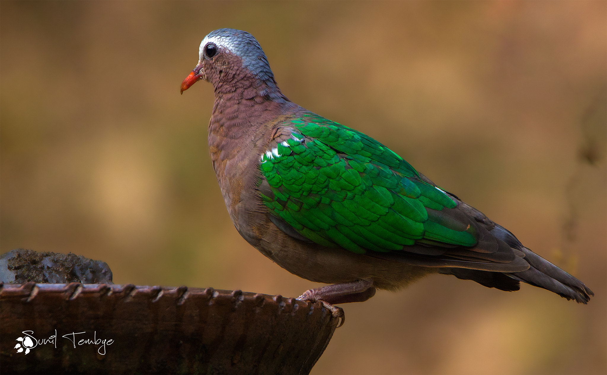 Tamron SP 150-600mm F5-6.3 Di VC USD sample photo. Emerald dove photography