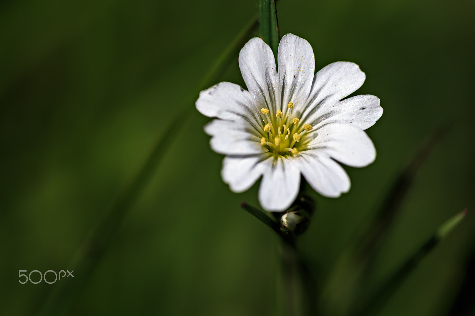 Canon EF 180mm F3.5L Macro USM sample photo. Cerastium arvense photography