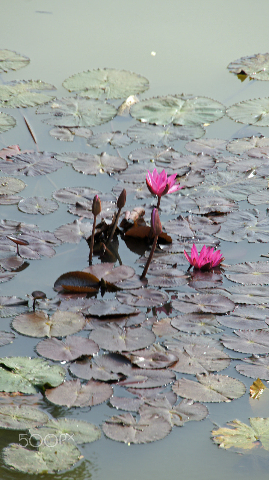 Sony Alpha NEX-3 sample photo. Water lily photography