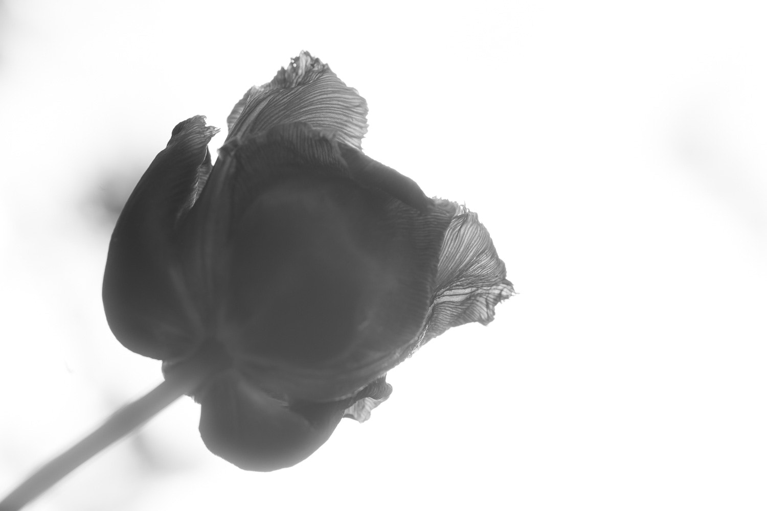 Sigma 105mm F2.8 EX DG Macro sample photo. Tulip photography