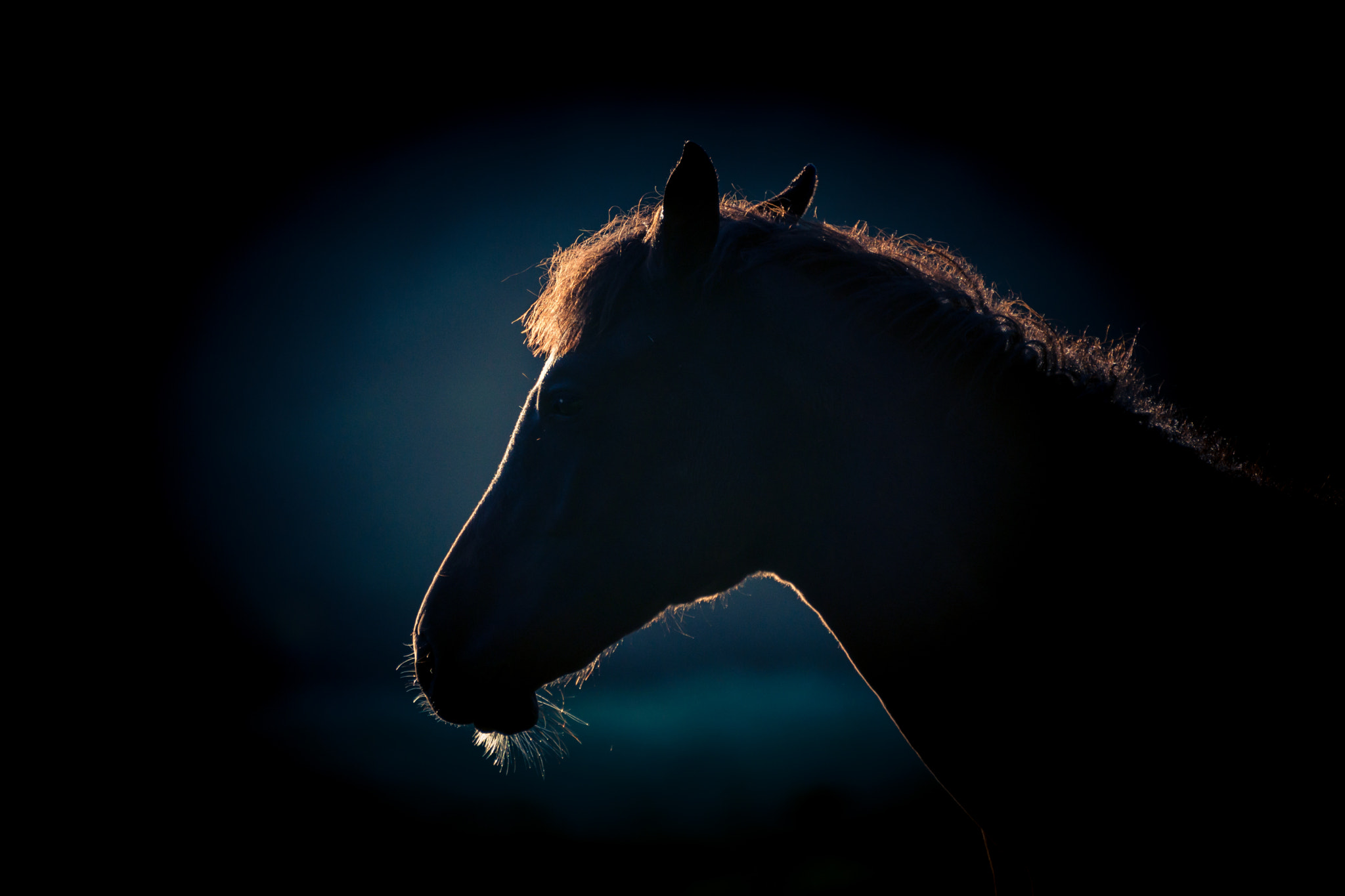 Tamron SP 70-300mm F4-5.6 Di USD sample photo. Black foal photography