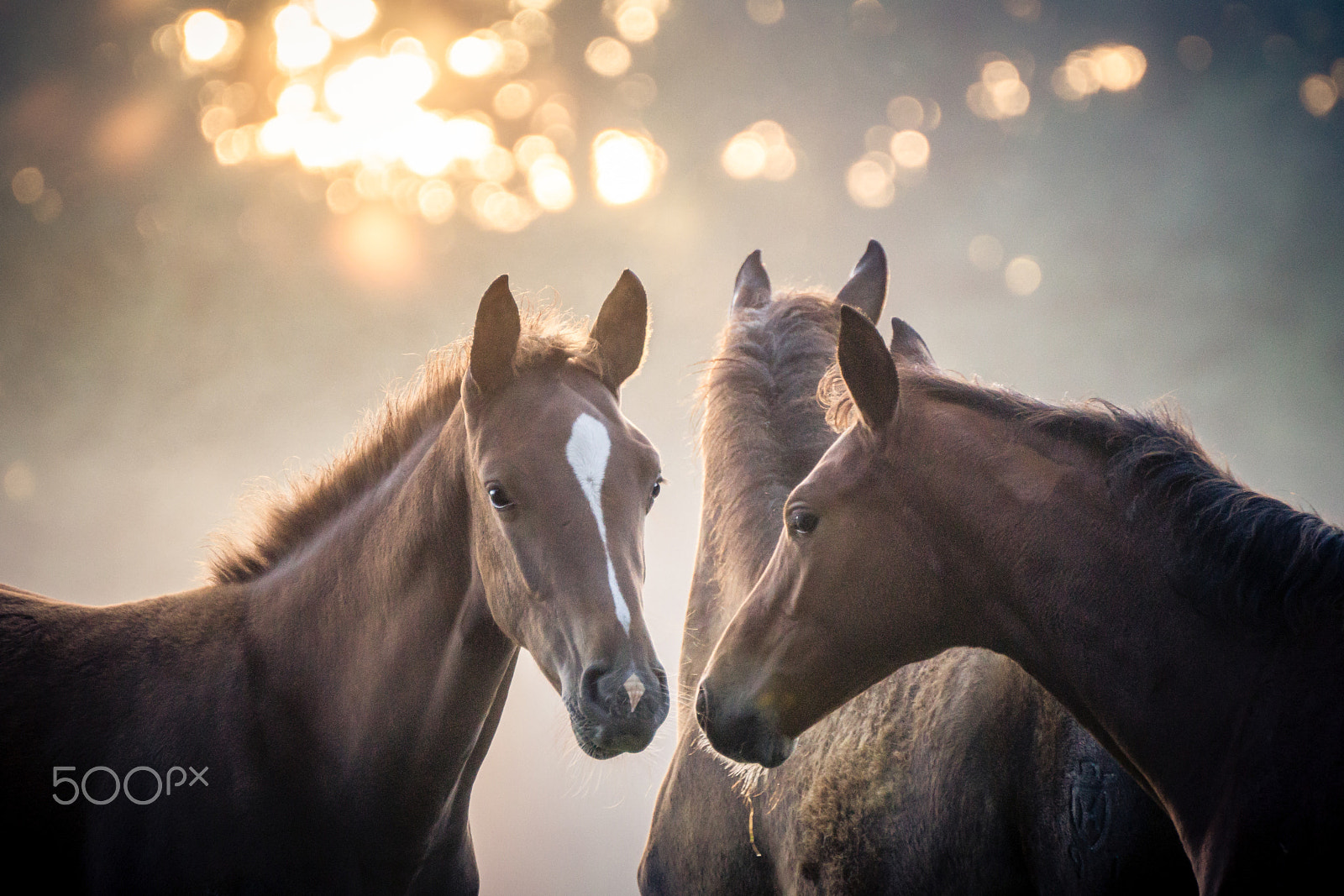 Tamron SP 70-300mm F4-5.6 Di USD sample photo. Foals in the morning light photography