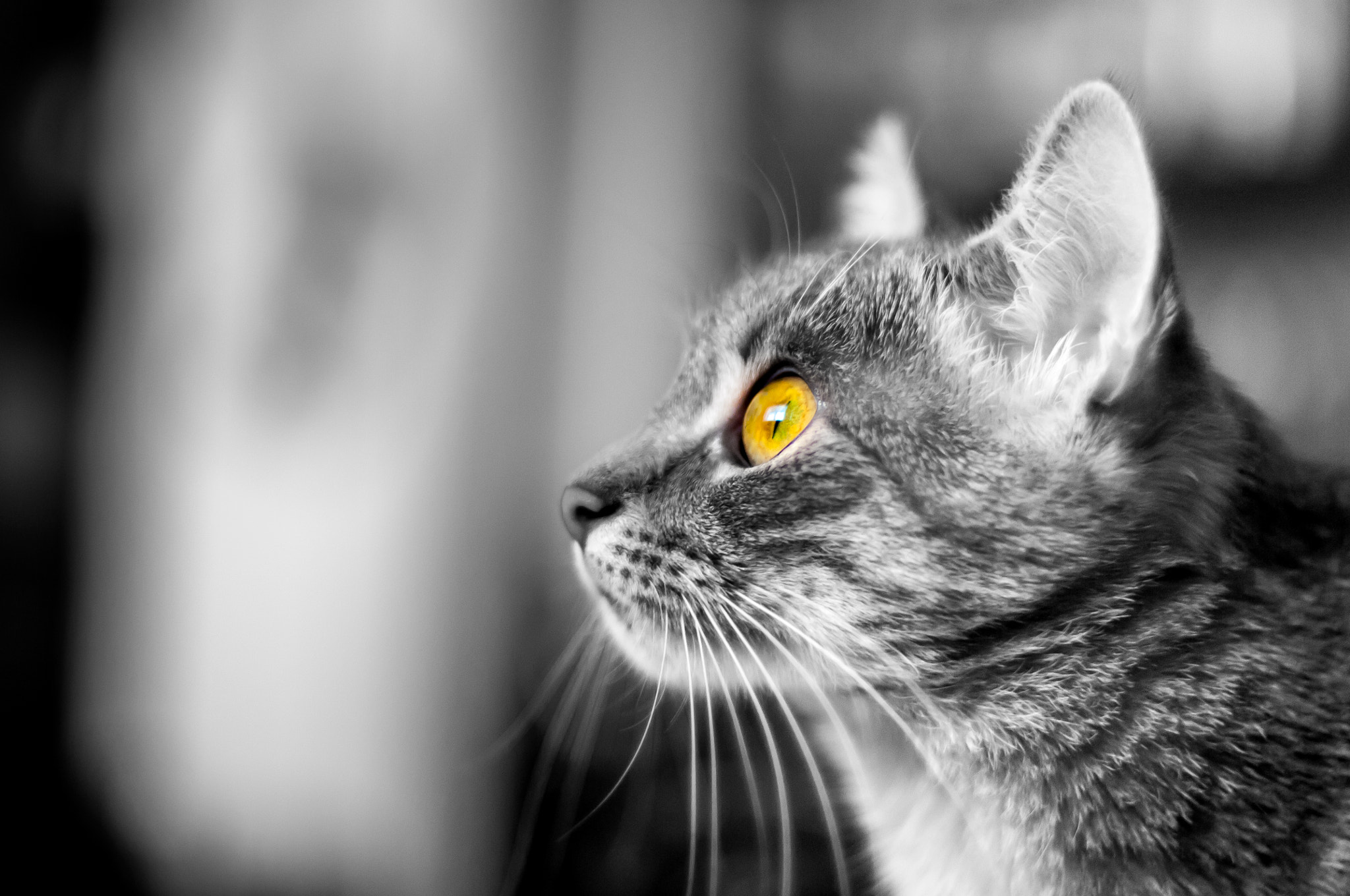 Nikon D300S + Nikon AF Nikkor 50mm F1.4D sample photo. Focused photography