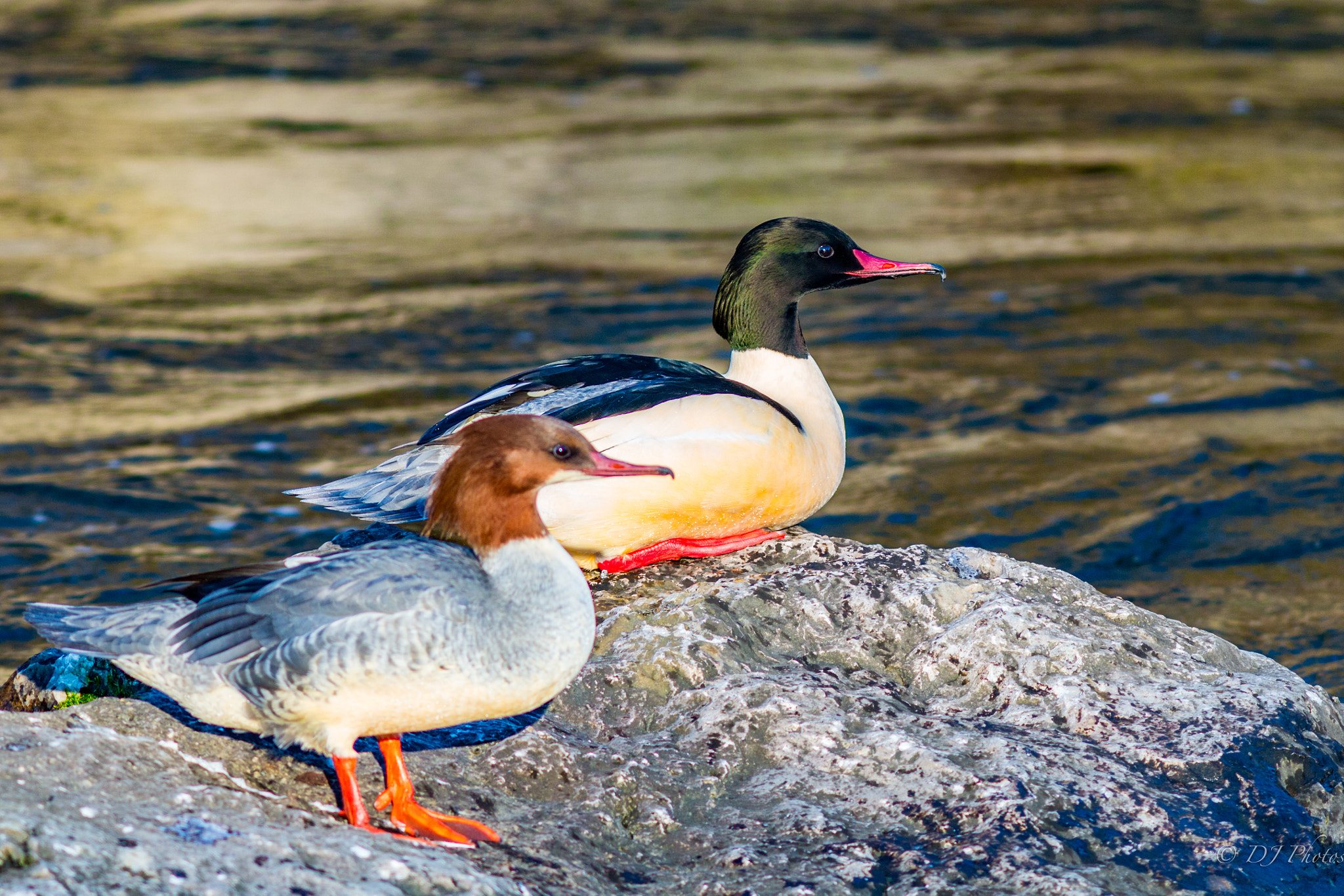 Canon EOS 70D + Canon EF 300mm F4L IS USM sample photo. Gänsesäger paar photography